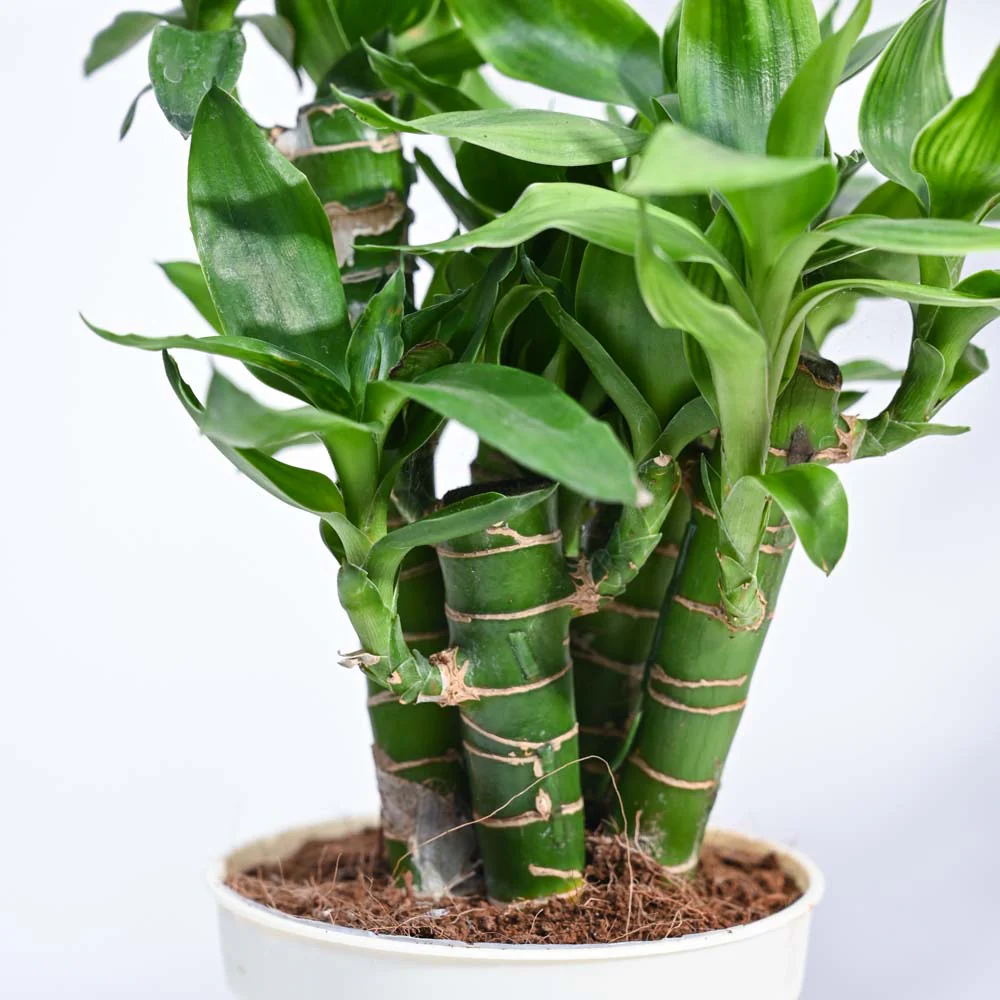 Lotus Lucky Bamboo 5 Sticks - Image 215