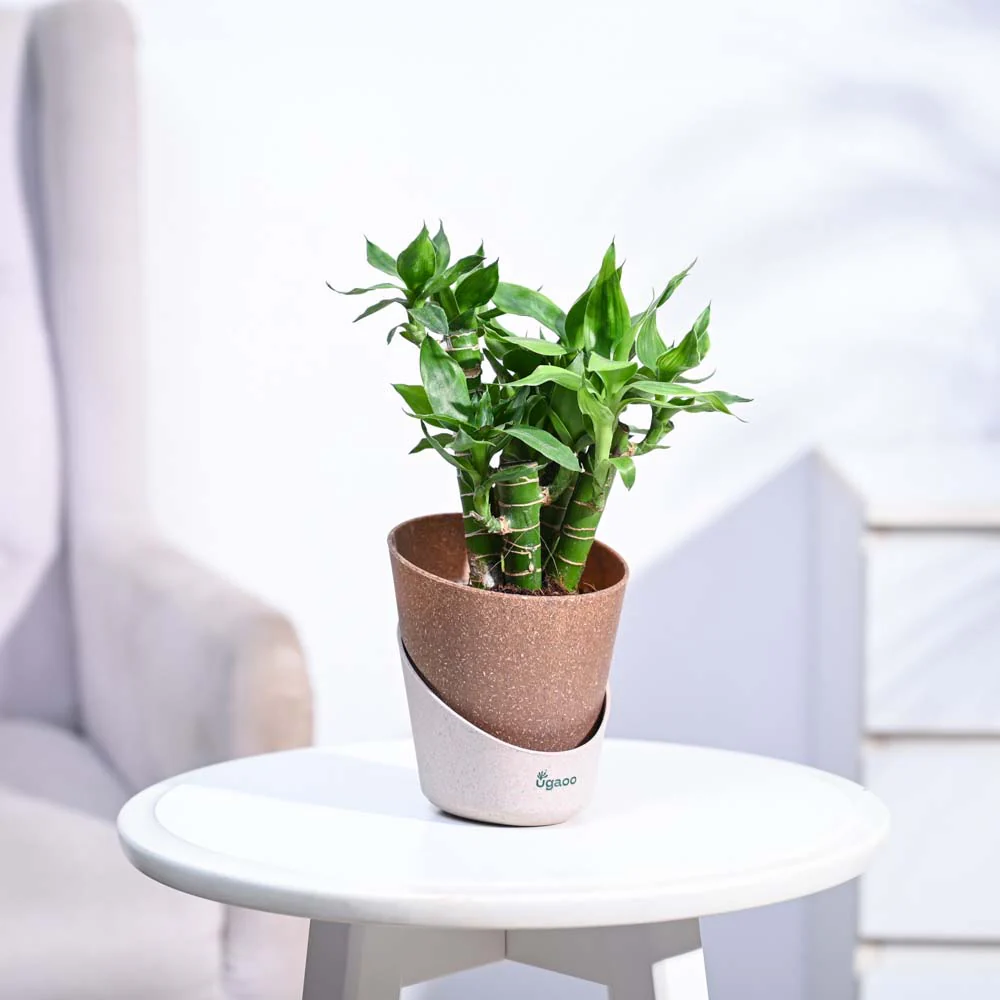 Lotus Lucky Bamboo 5 Sticks - Image 34