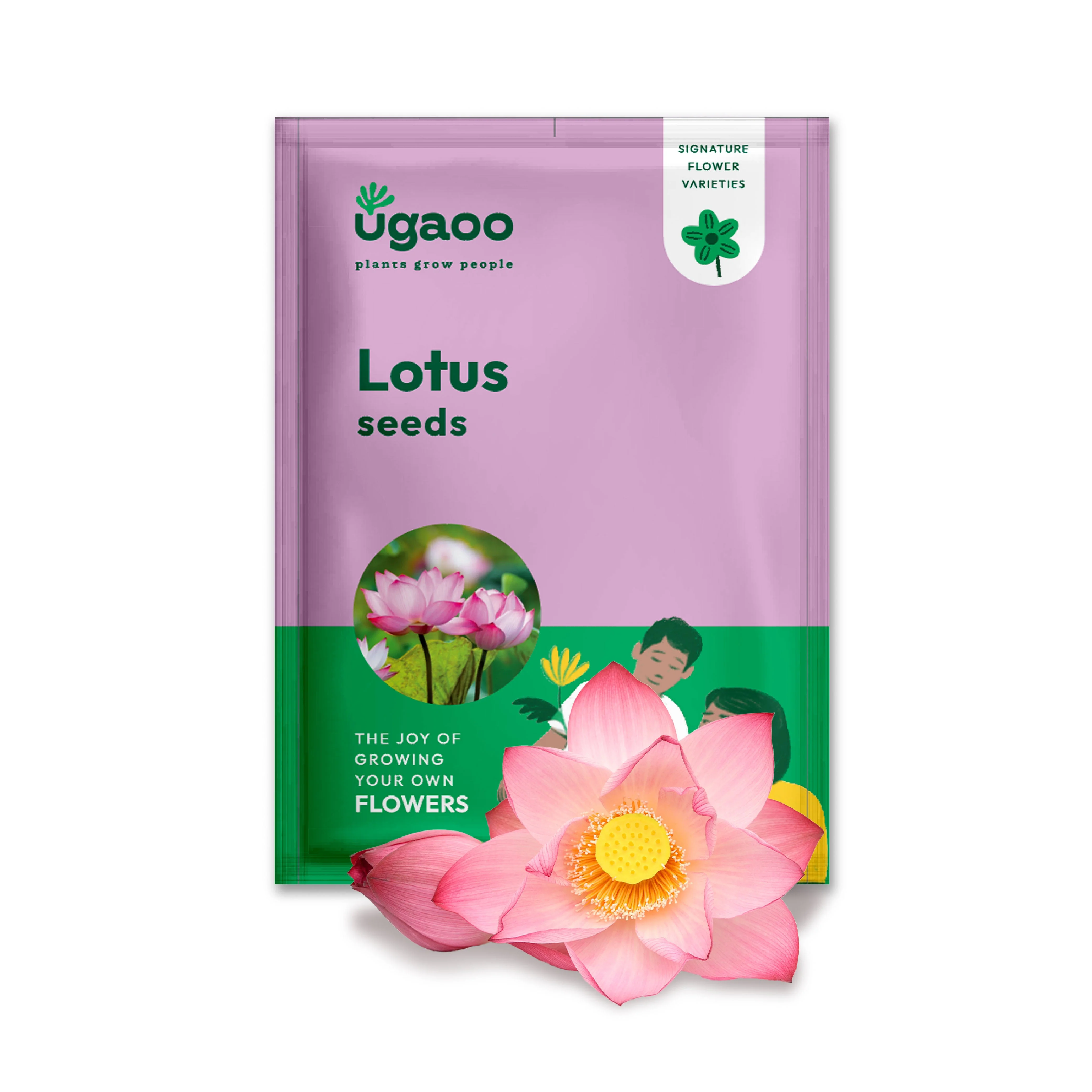 Lotus Seeds - Image 2