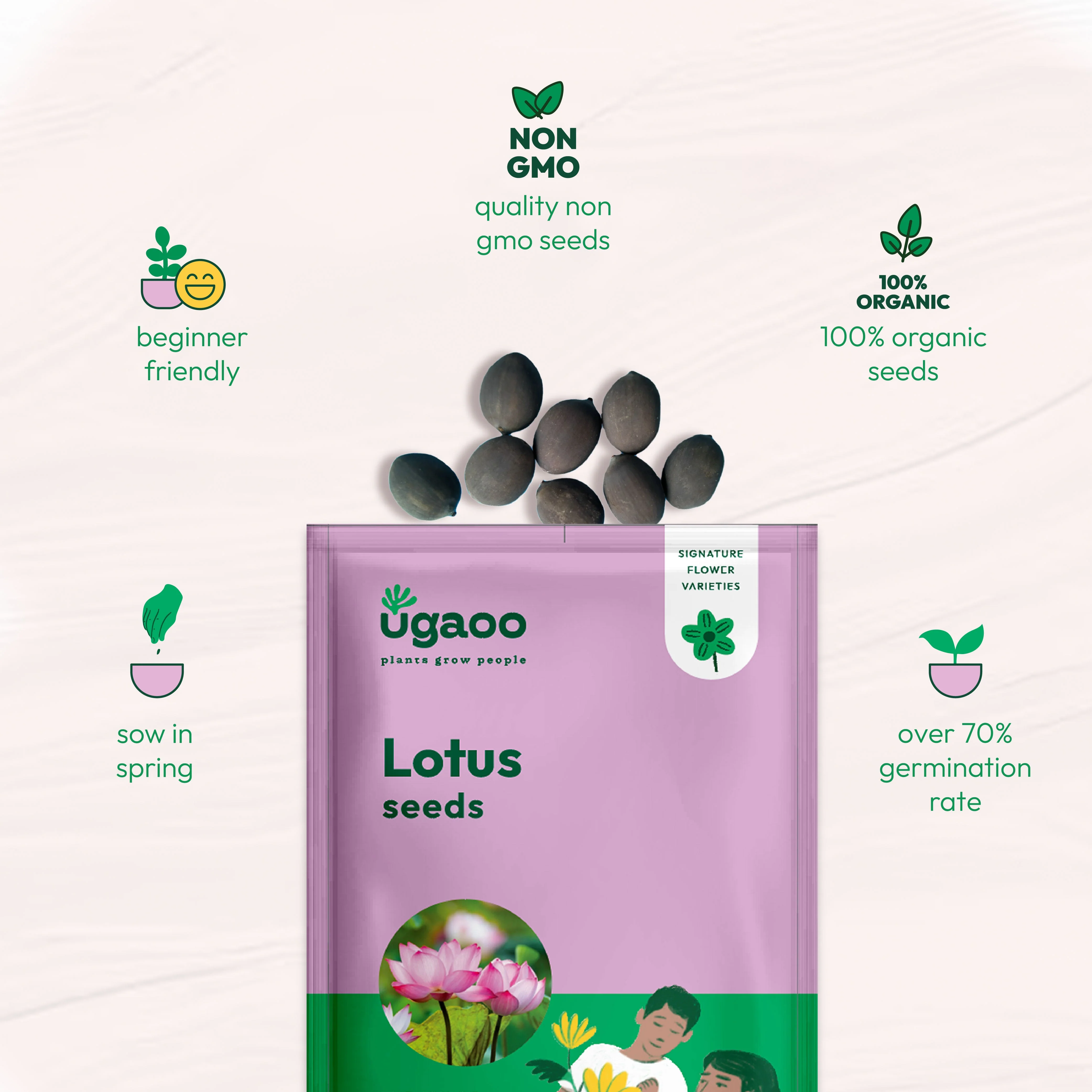 Lotus Seeds - Image 4