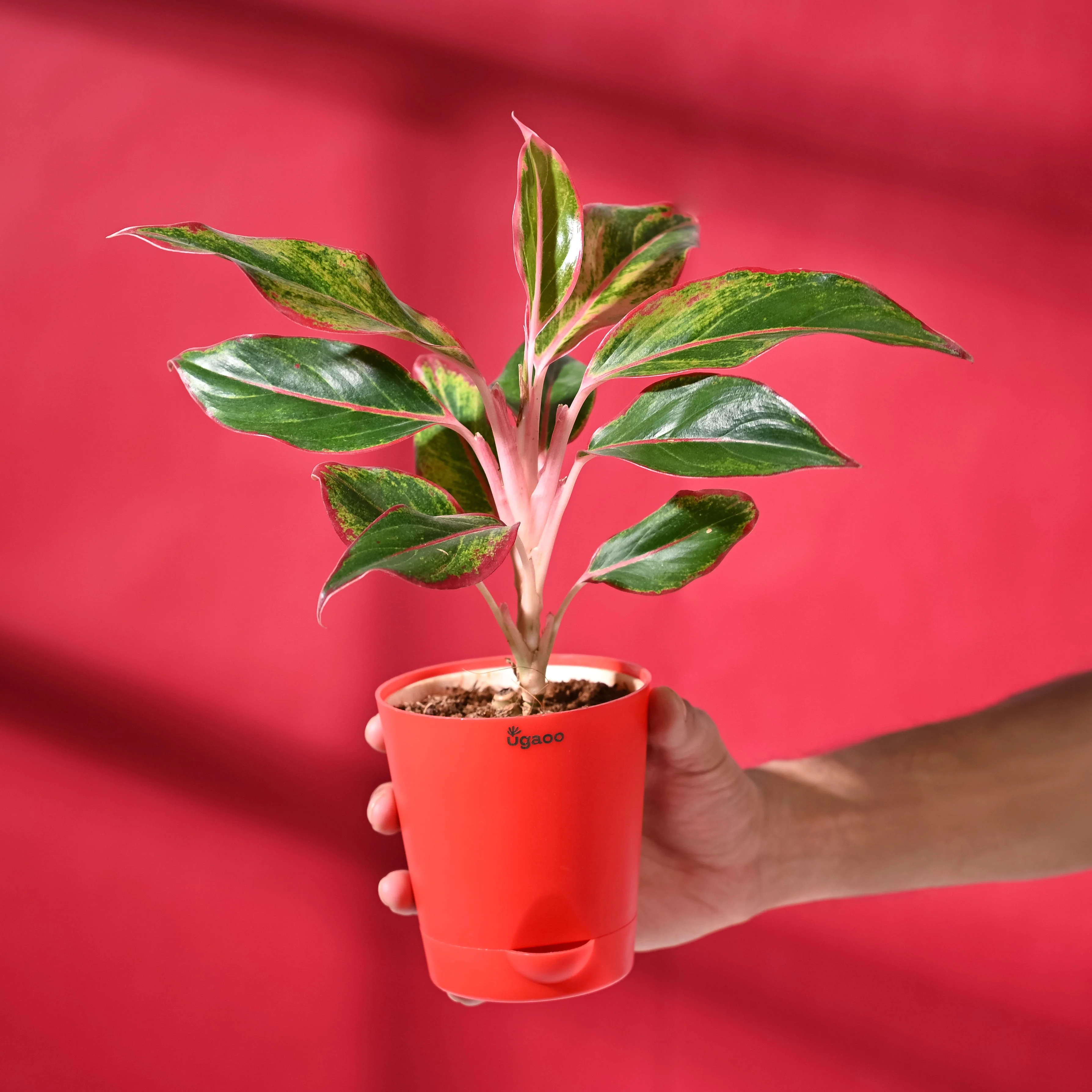 Aglaonema Red with Red Krish Pot - Image 4
