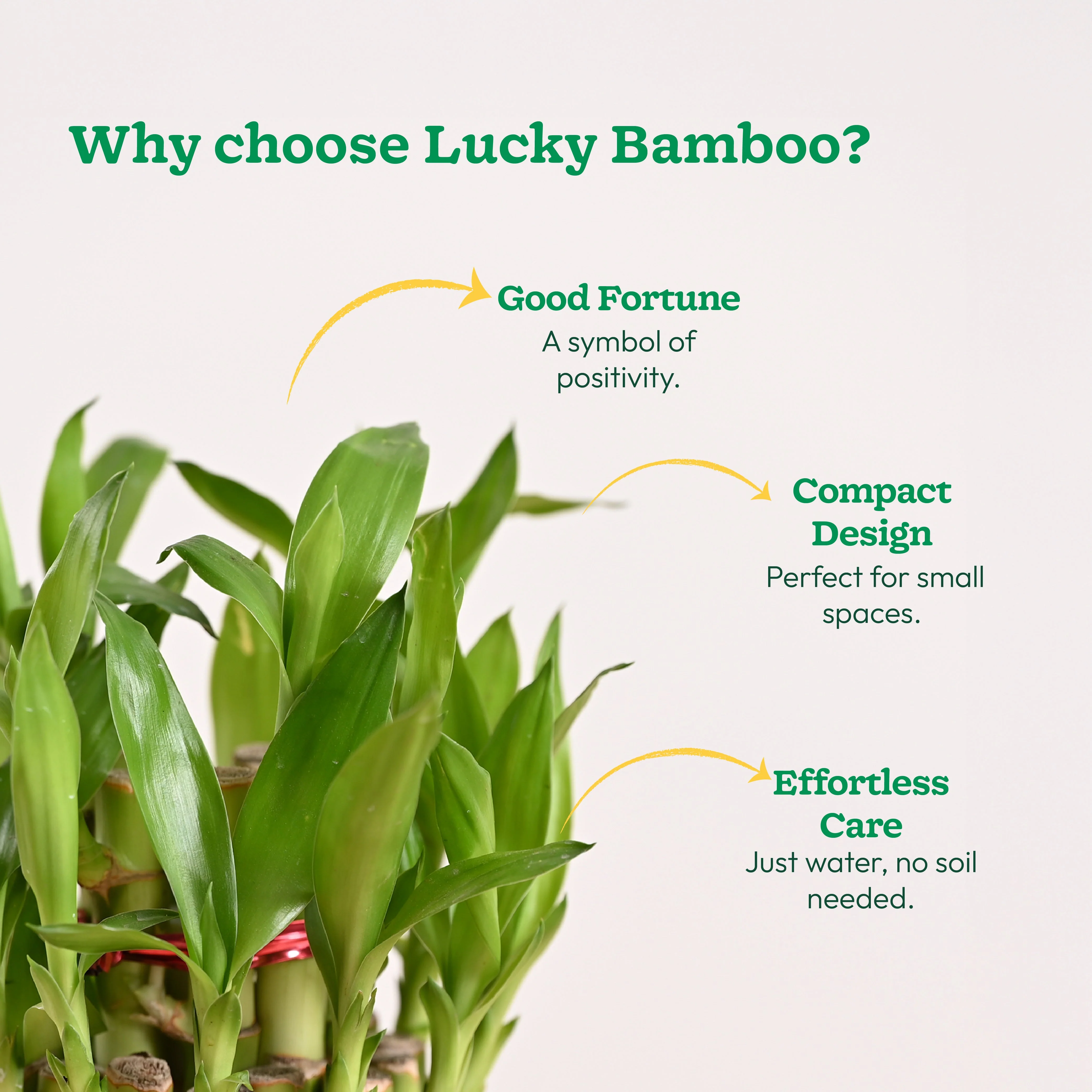Lucky Bamboo Plant - 2 Layer - Image 10