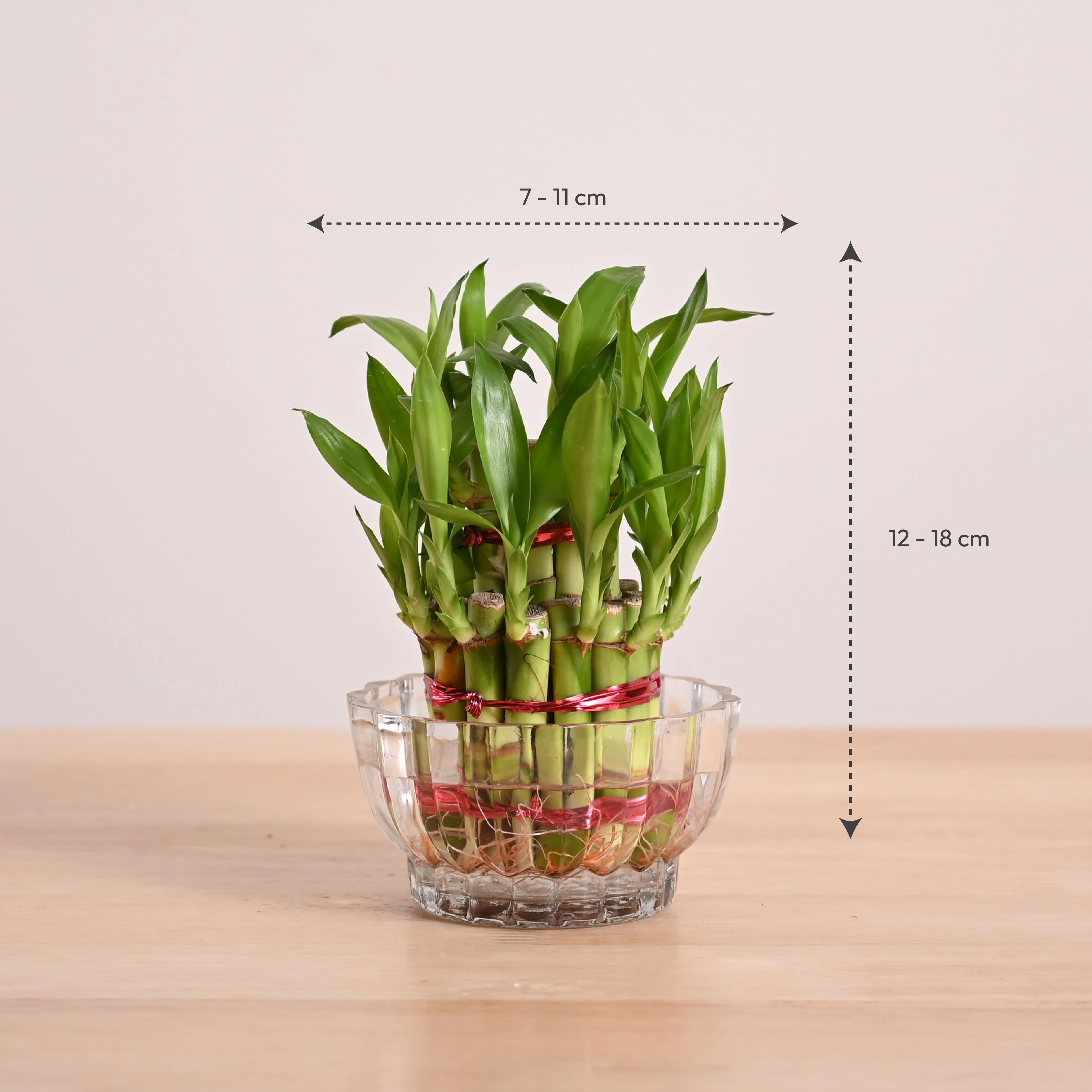 Lucky Bamboo Plant - 2 Layer - Image 13