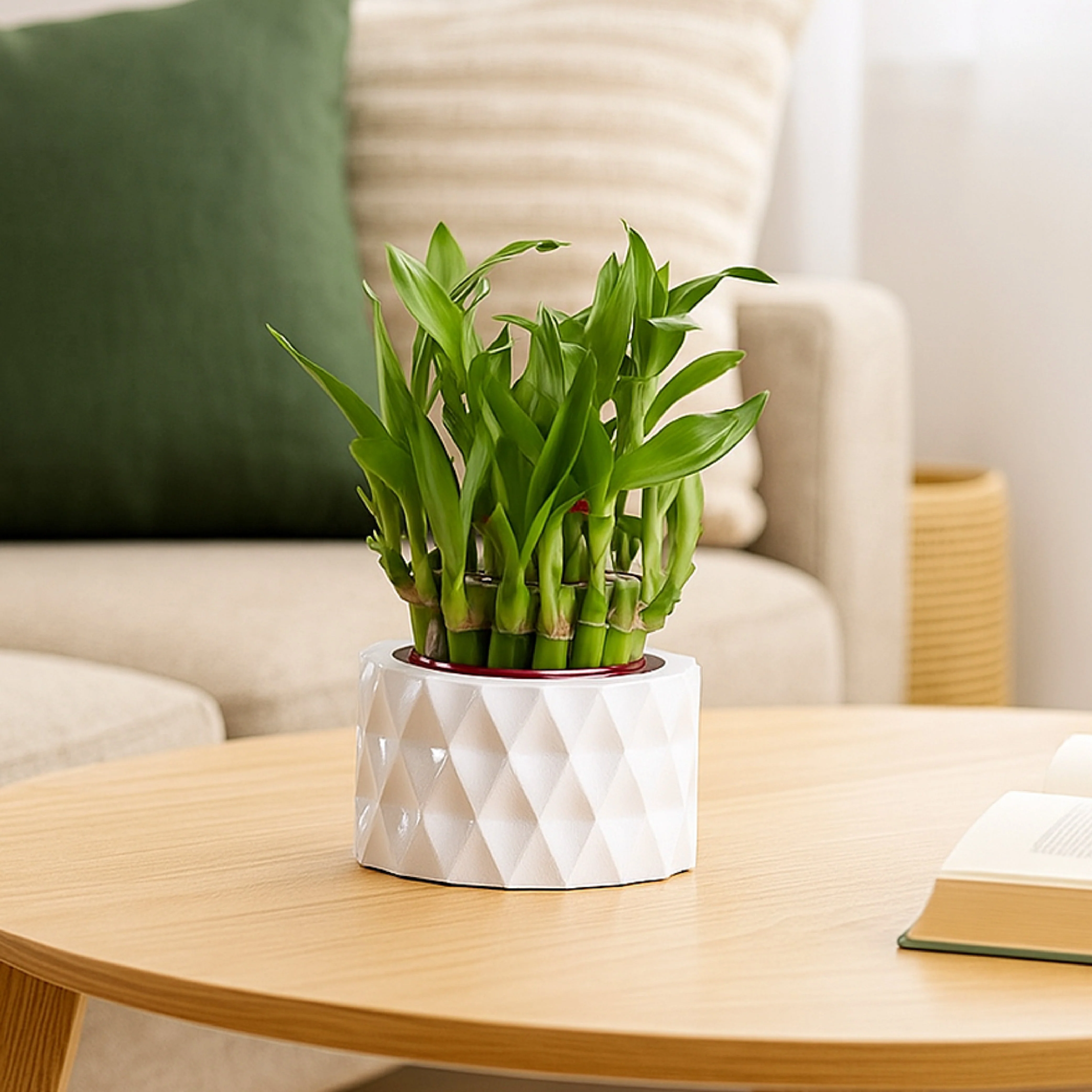 Lucky Bamboo Plant - 2 Layer - Image 14