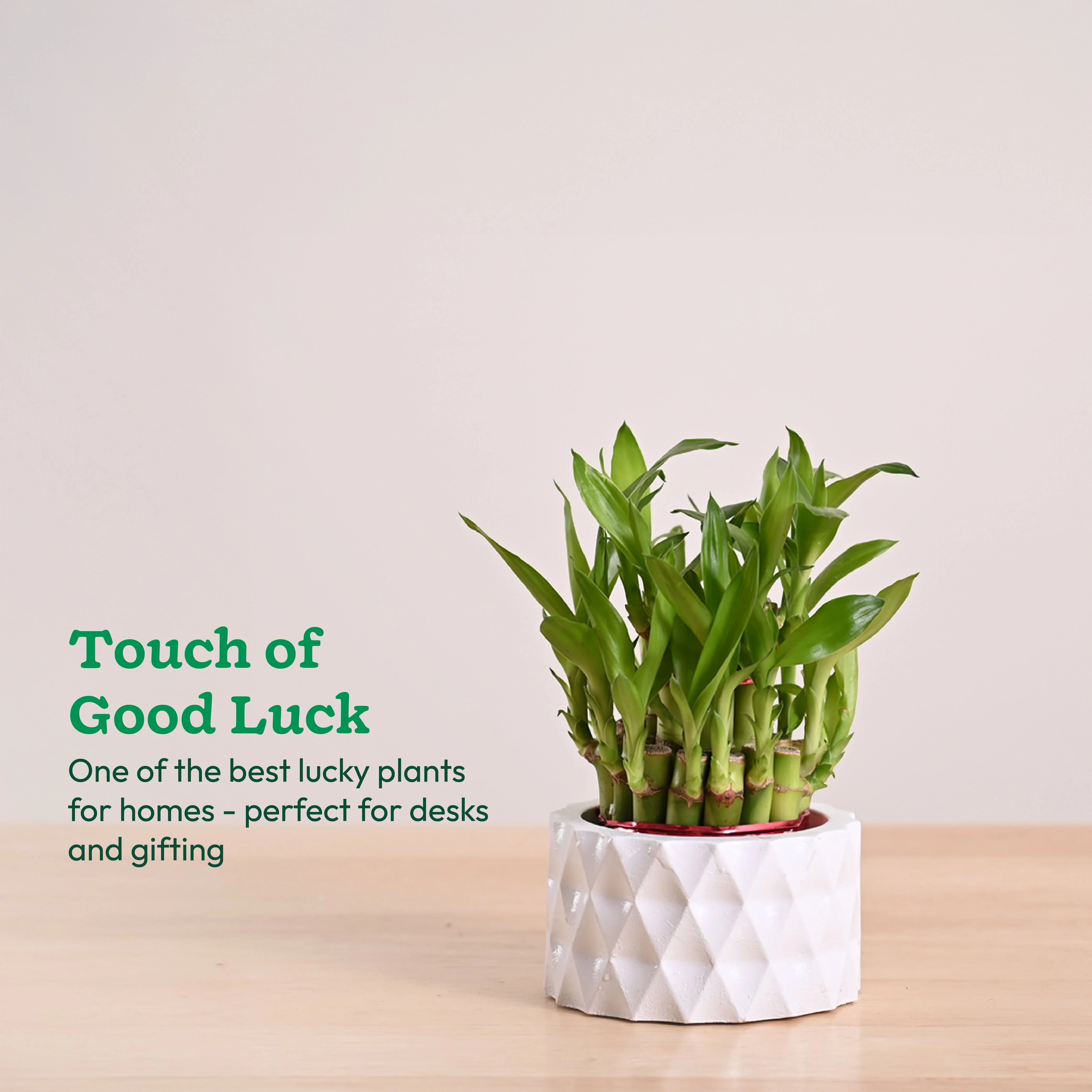 Lucky Bamboo Plant - 2 Layer - Image 15
