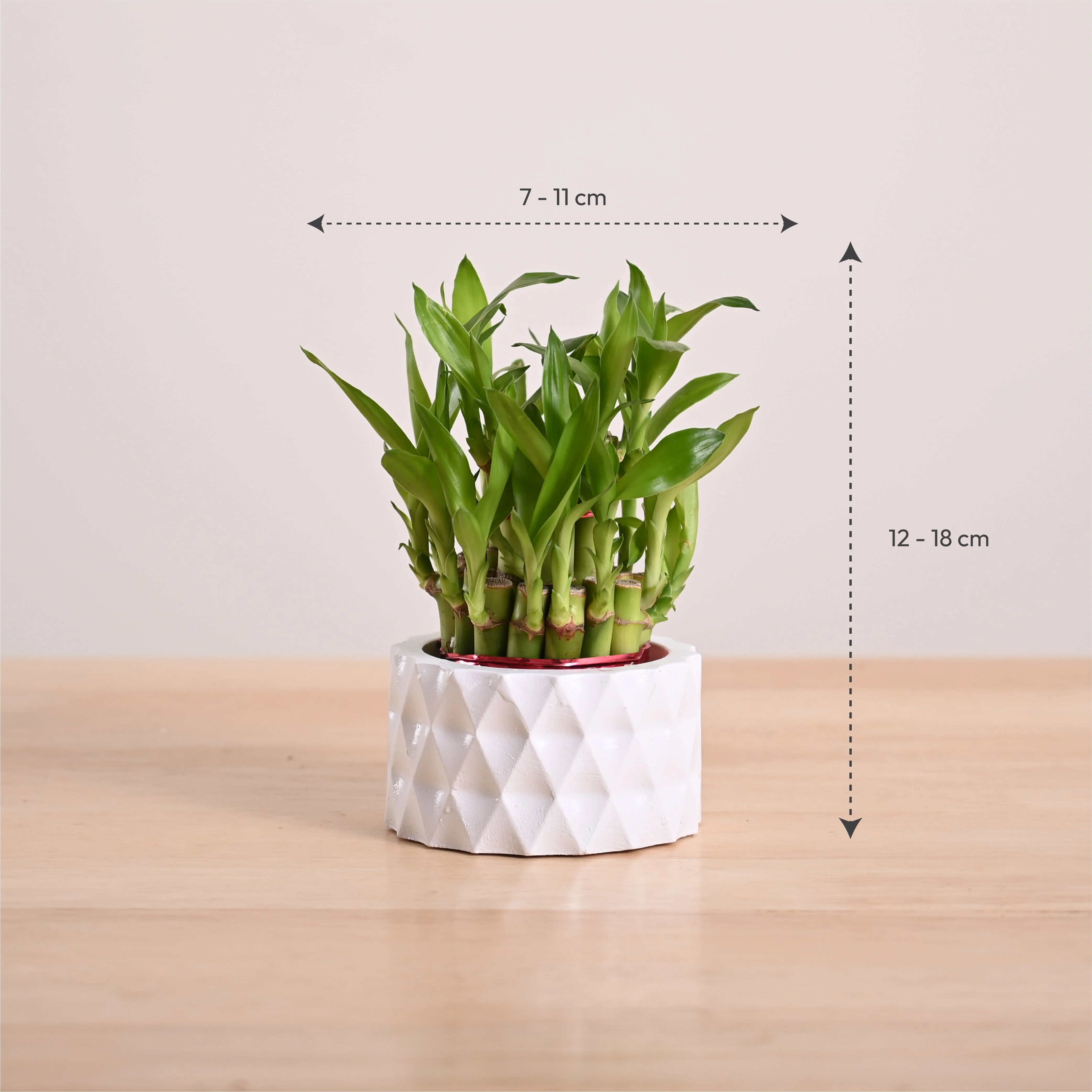 Lucky Bamboo Plant - 2 Layer - Image 20