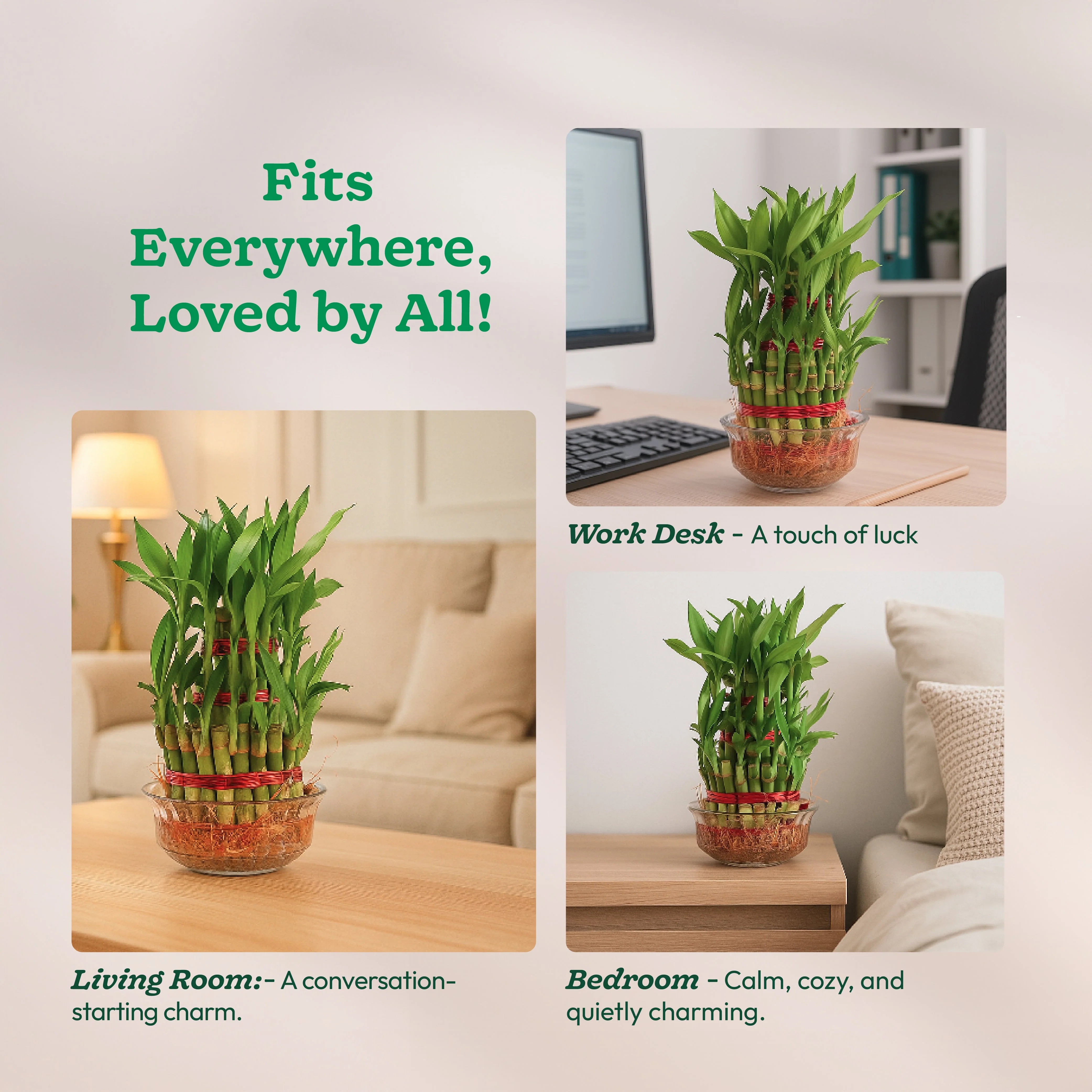 Lucky Bamboo Plant - 3 Layer - Image 12