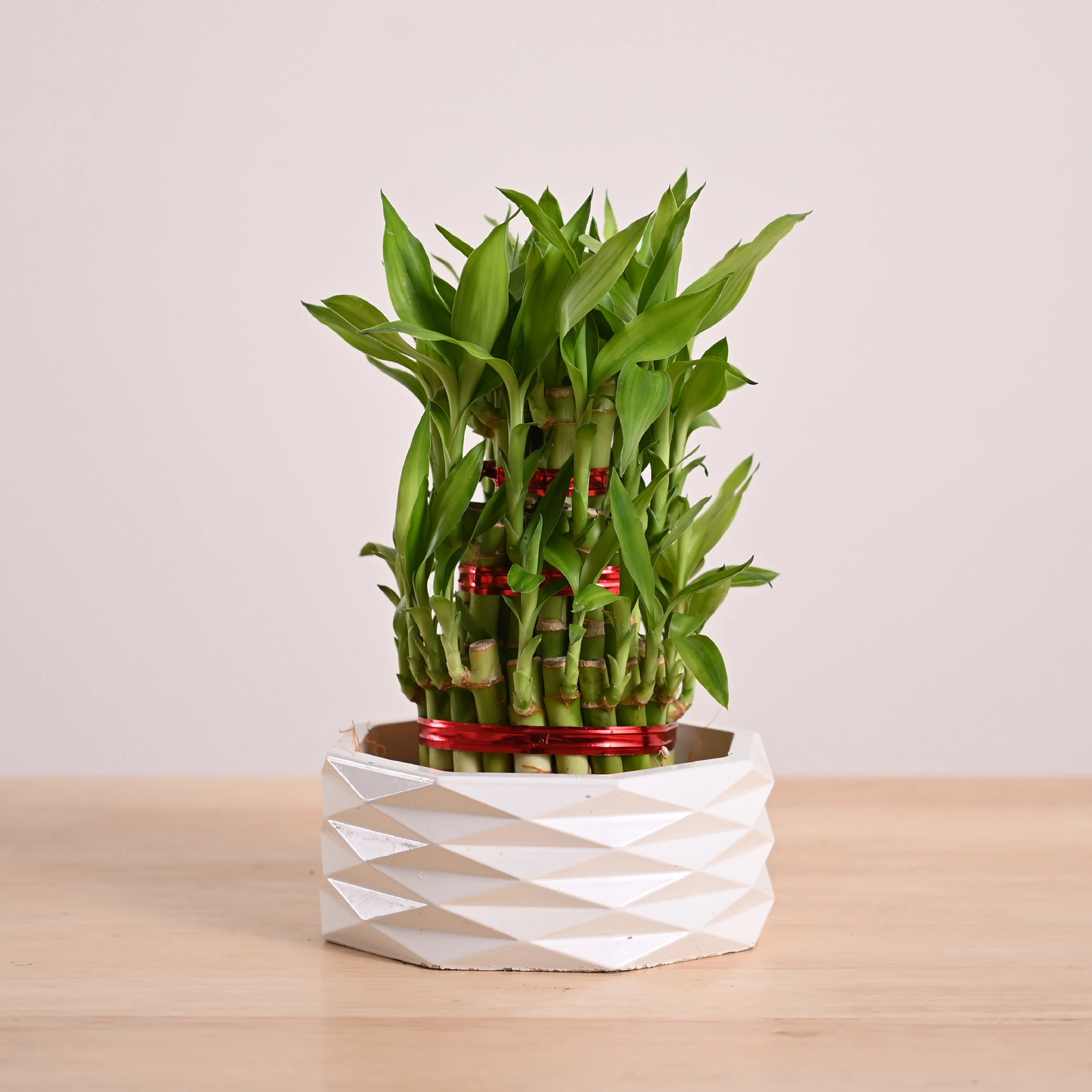 Lucky Bamboo Plant - 3 Layer - Image 13
