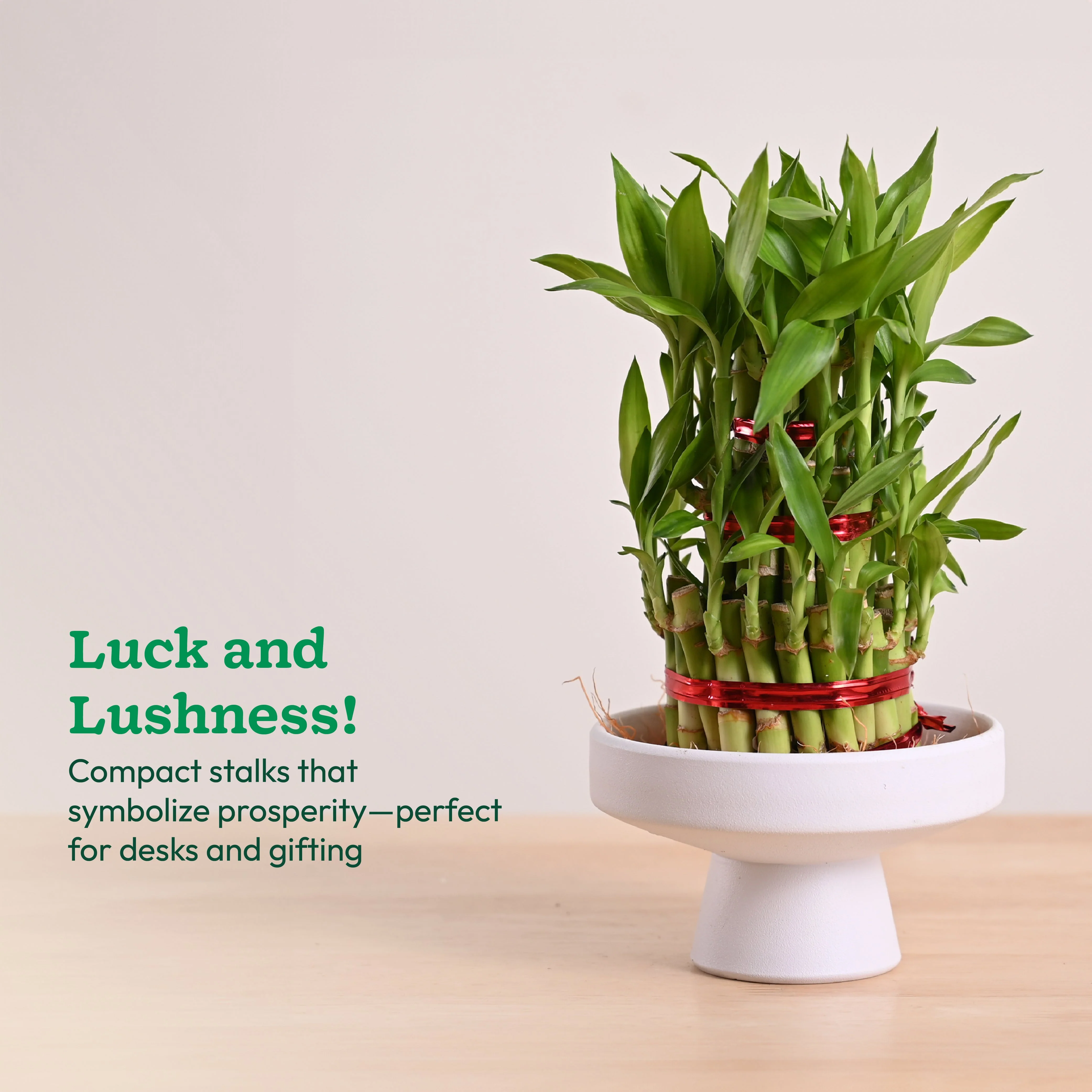 Lucky Bamboo Plant - 3 Layer - Image 16