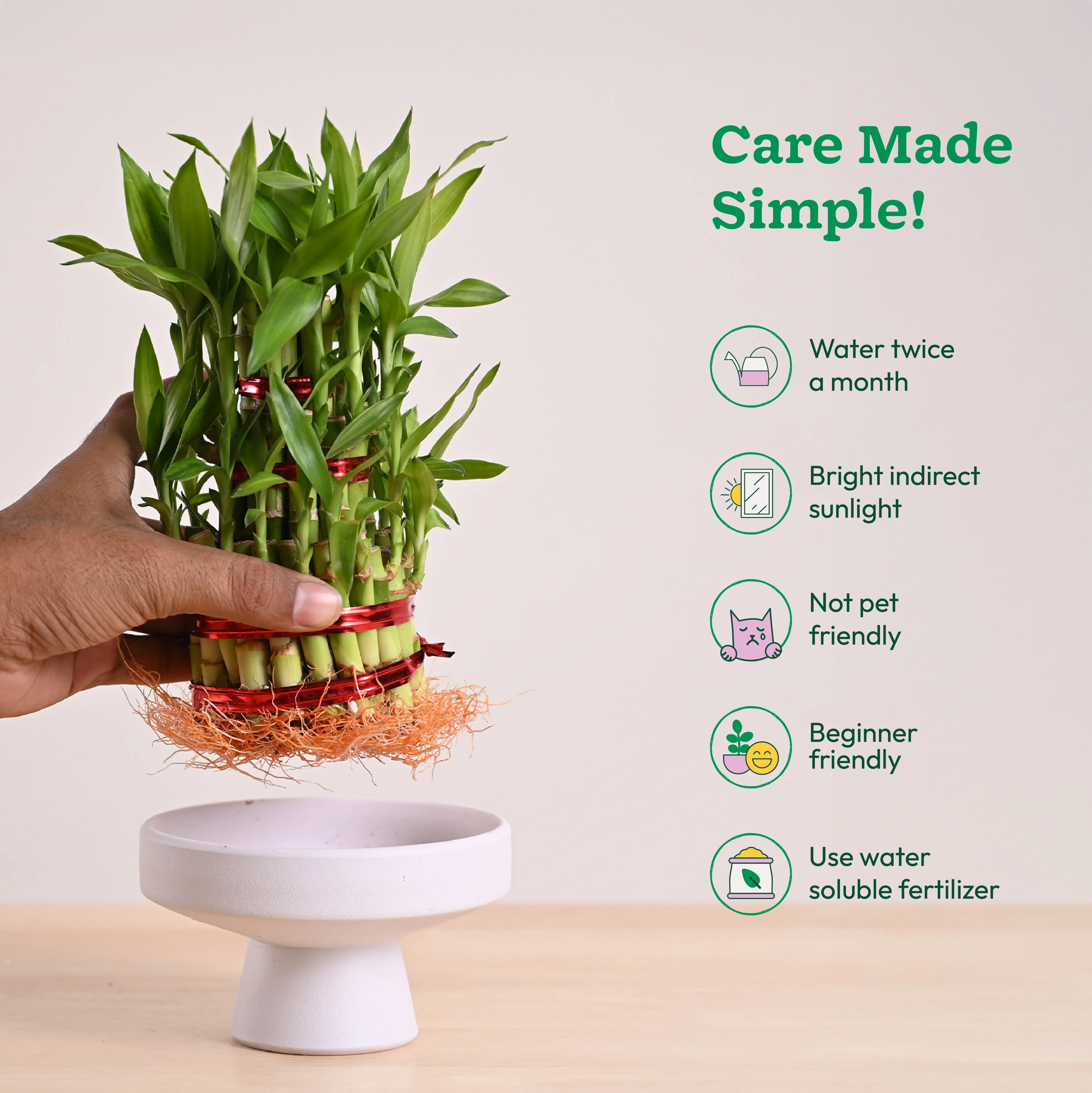 Lucky Bamboo Plant - 3 Layer - Image 17