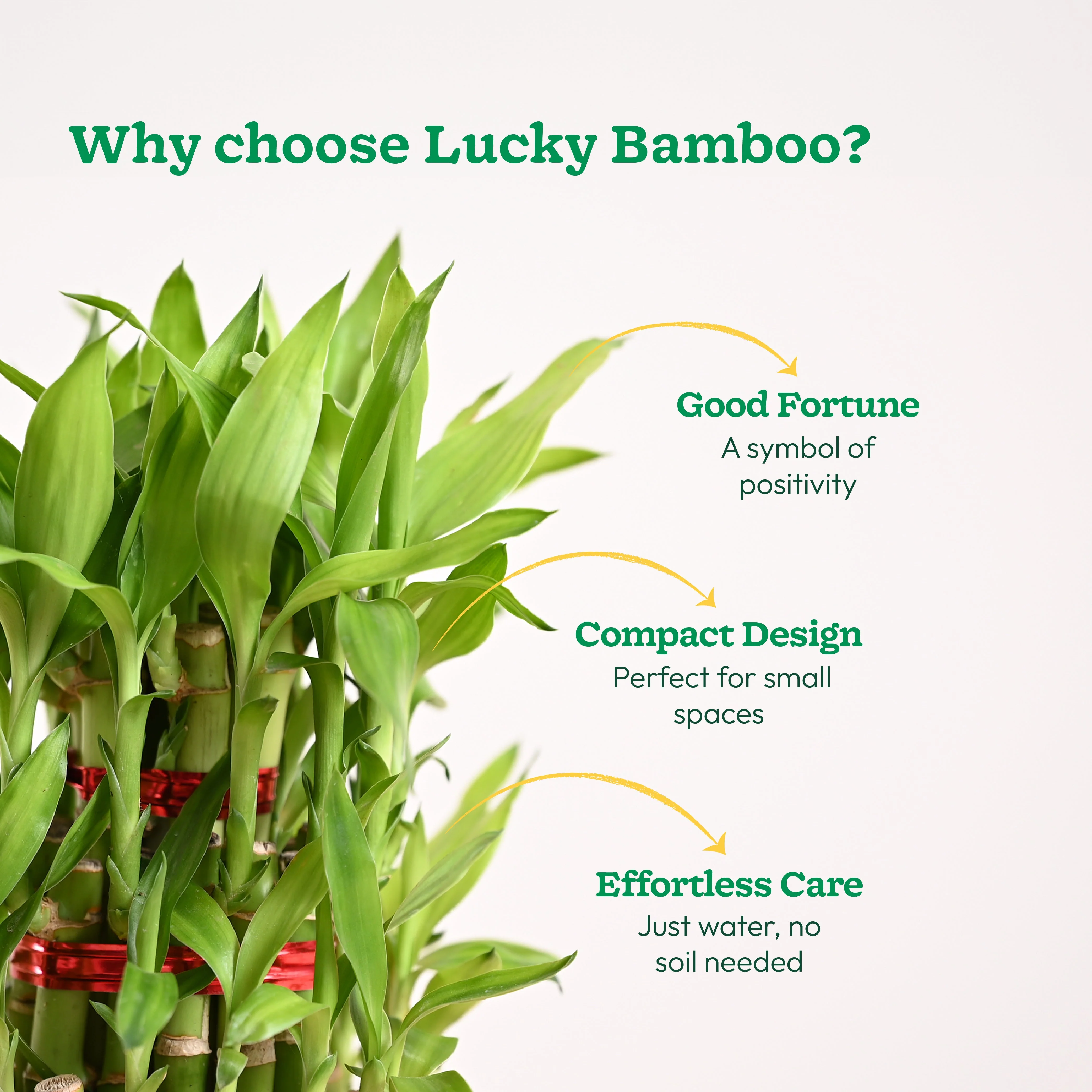 Lucky Bamboo Plant - 3 Layer - Image 18