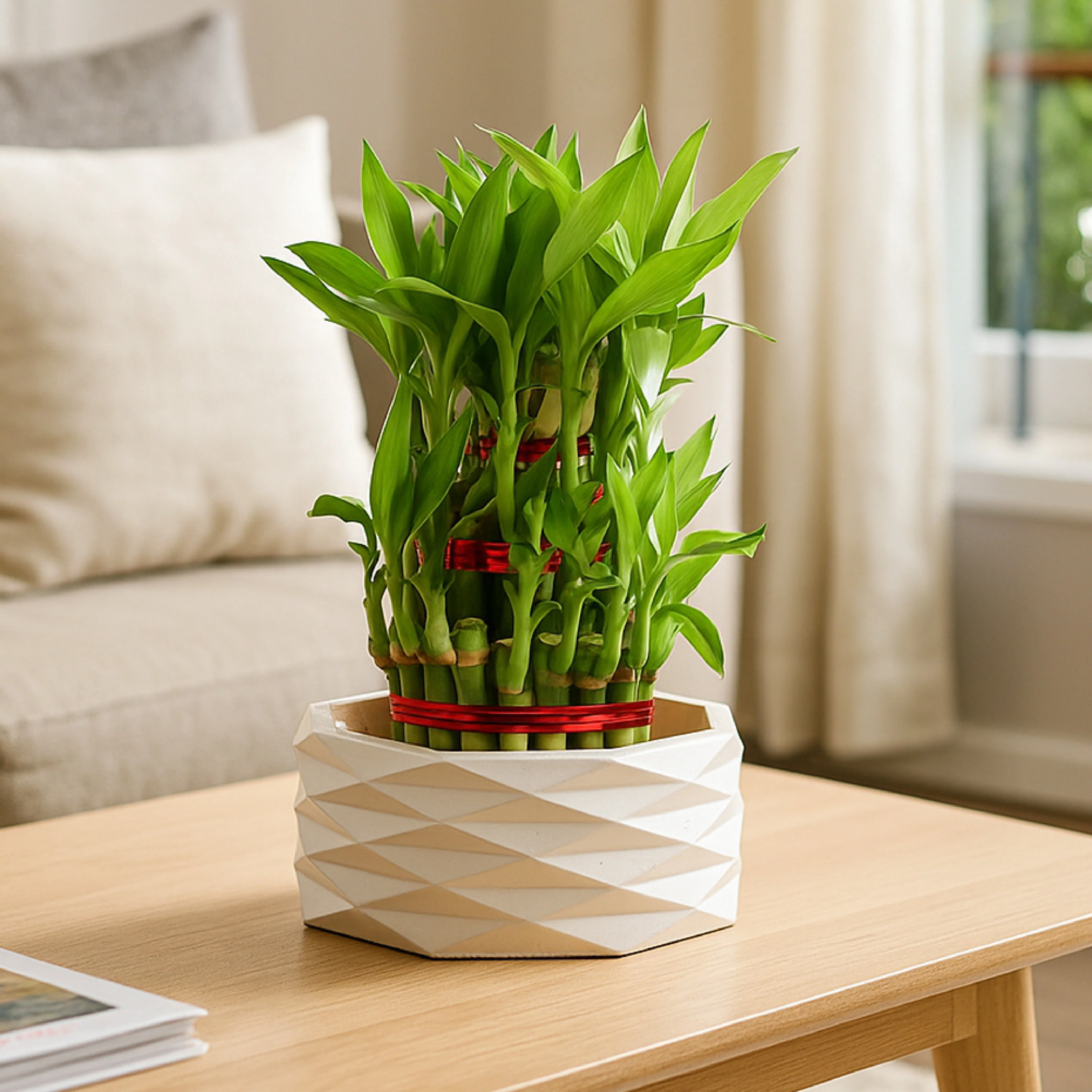 Lucky Bamboo Plant - 3 Layer - Image 8