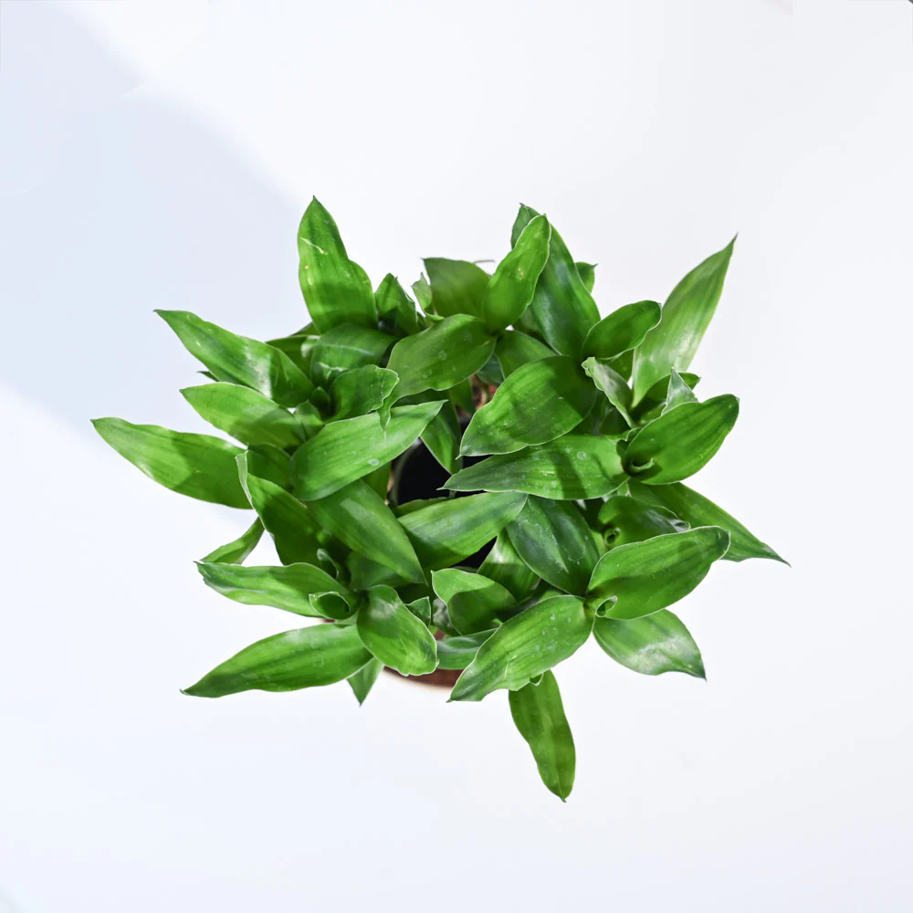 Lucky Bamboo Plant Medium - Image 104
