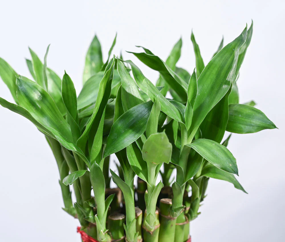 Lucky Bamboo Plant Medium - Image 164