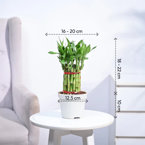 Lucky Bamboo Plant Medium - Image 17