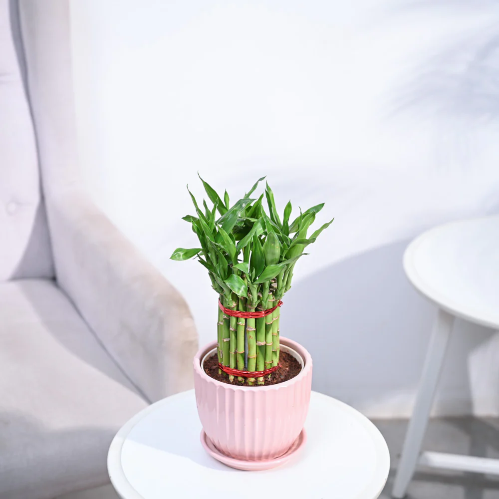 Lucky Bamboo Plant Medium - Image 5