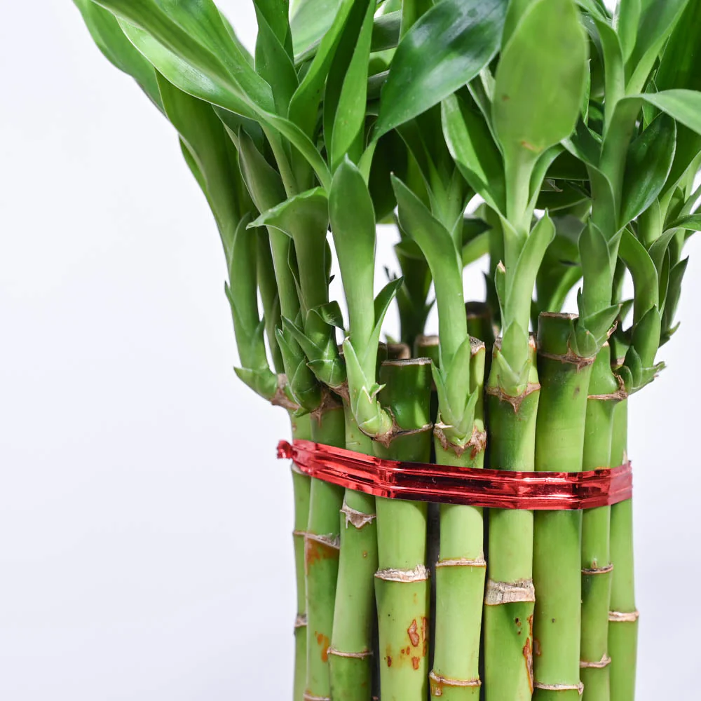 Lucky Bamboo Plant Medium - Image 7