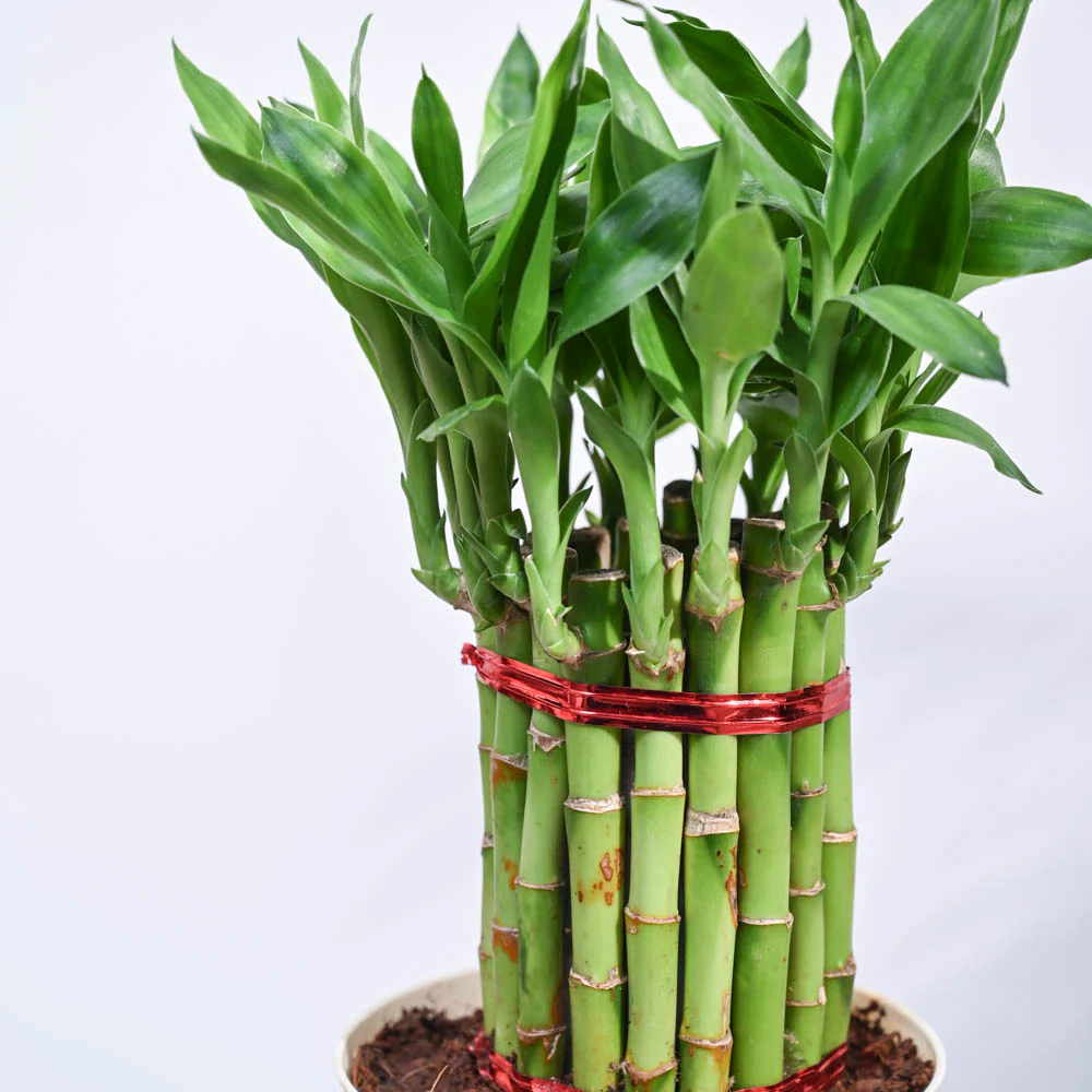 Lucky Bamboo Plant Medium - Image 70