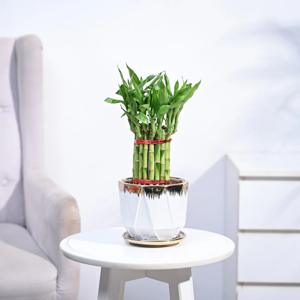Lucky Bamboo Plant Medium - Image 74