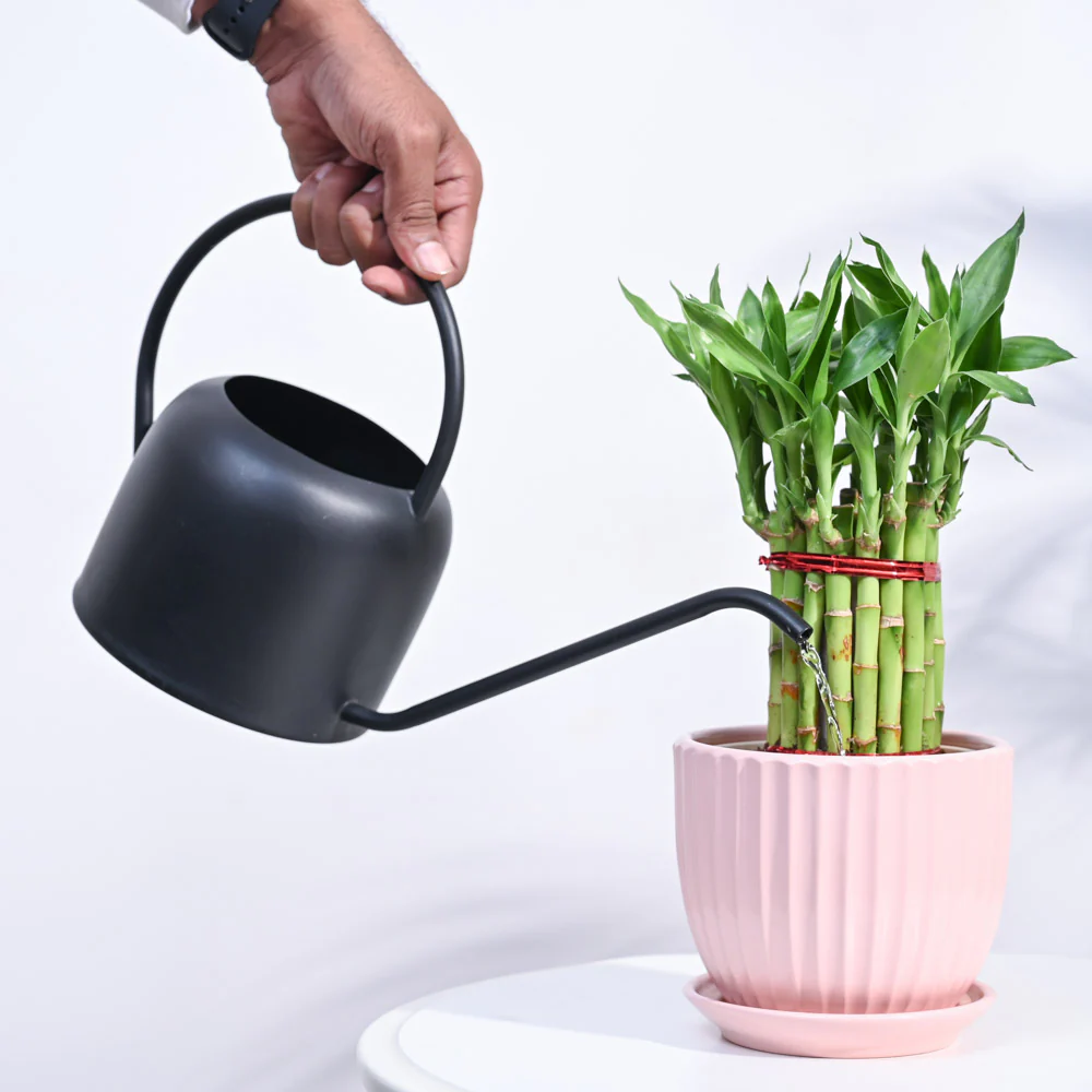 Lucky Bamboo Plant Medium - Image 99