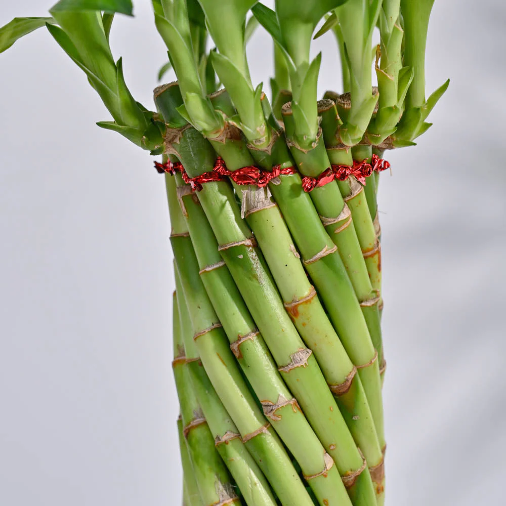 Lucky Wheel Bamboo Plant - Image 4