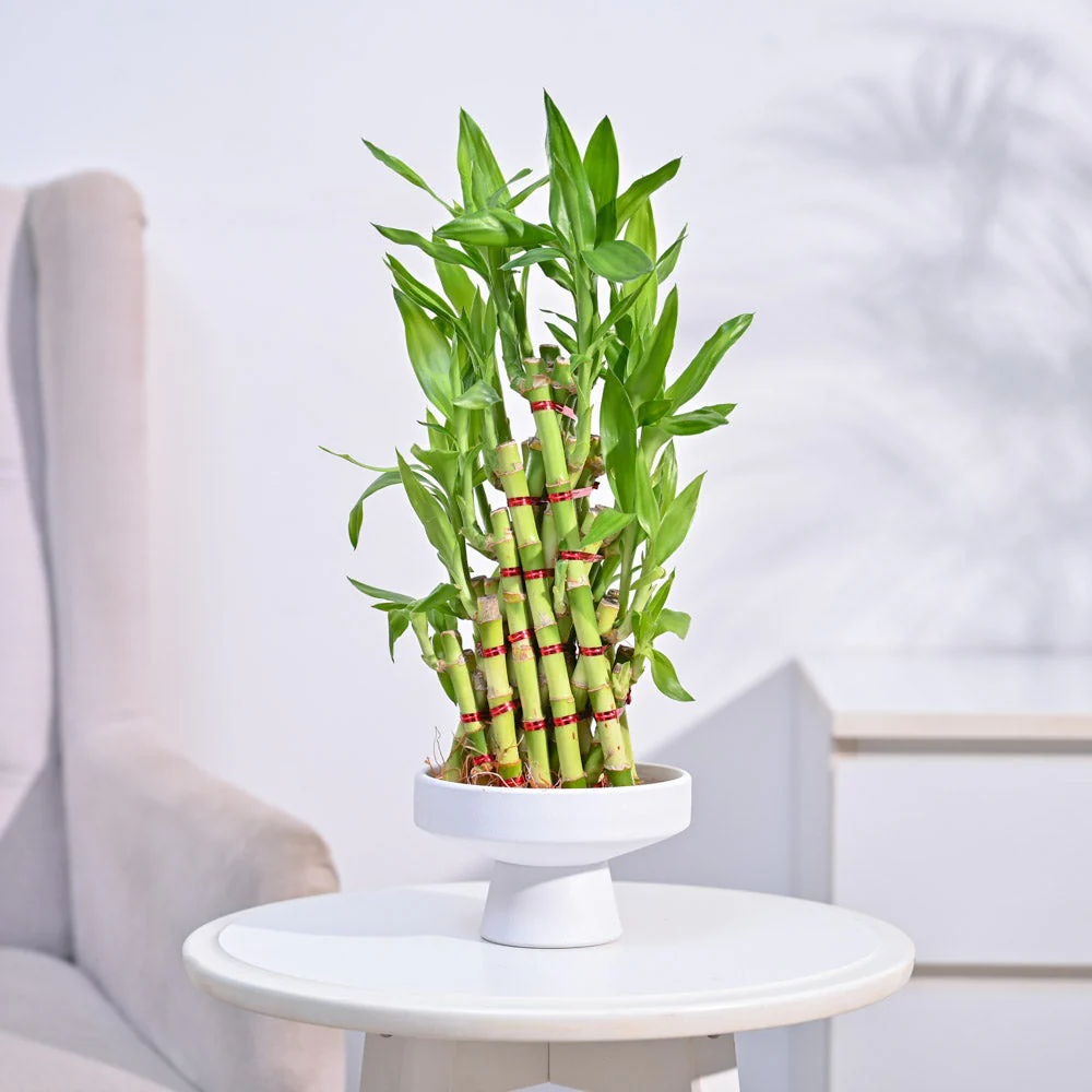 Lucky Bamboo Plant- Pyramid - Image 11