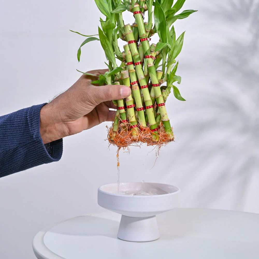 Lucky Bamboo Plant- Pyramid - Image 14