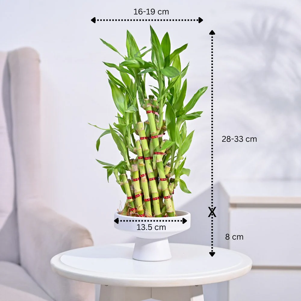 Lucky Bamboo Plant- Pyramid - Image 16