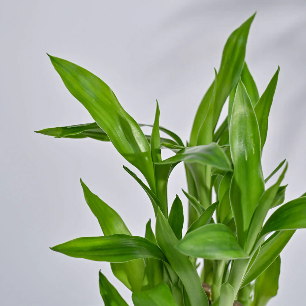 Lucky Bamboo Plant- Pyramid - Image 8