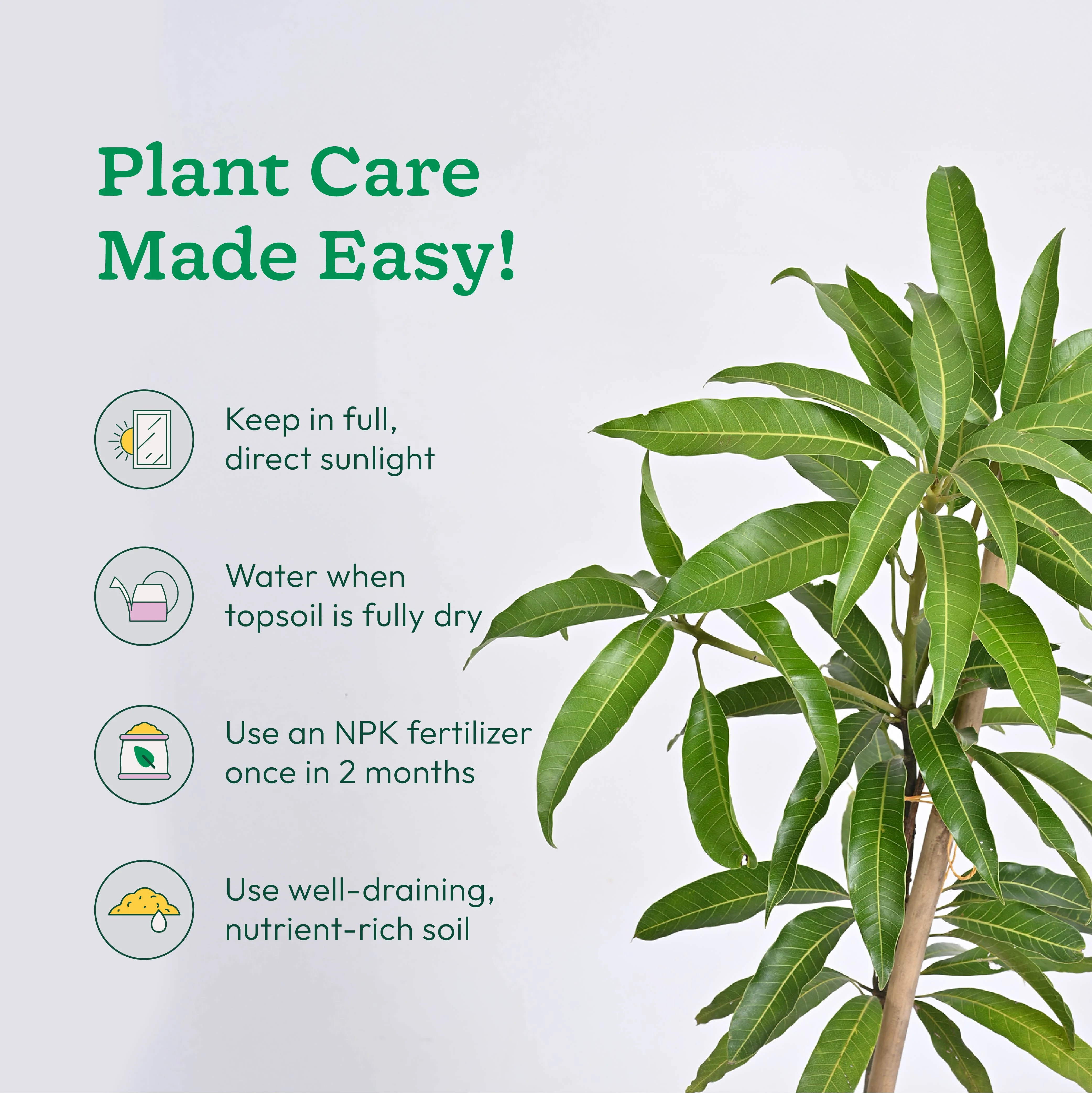 Mango Plant with Grow Bag - Image 3