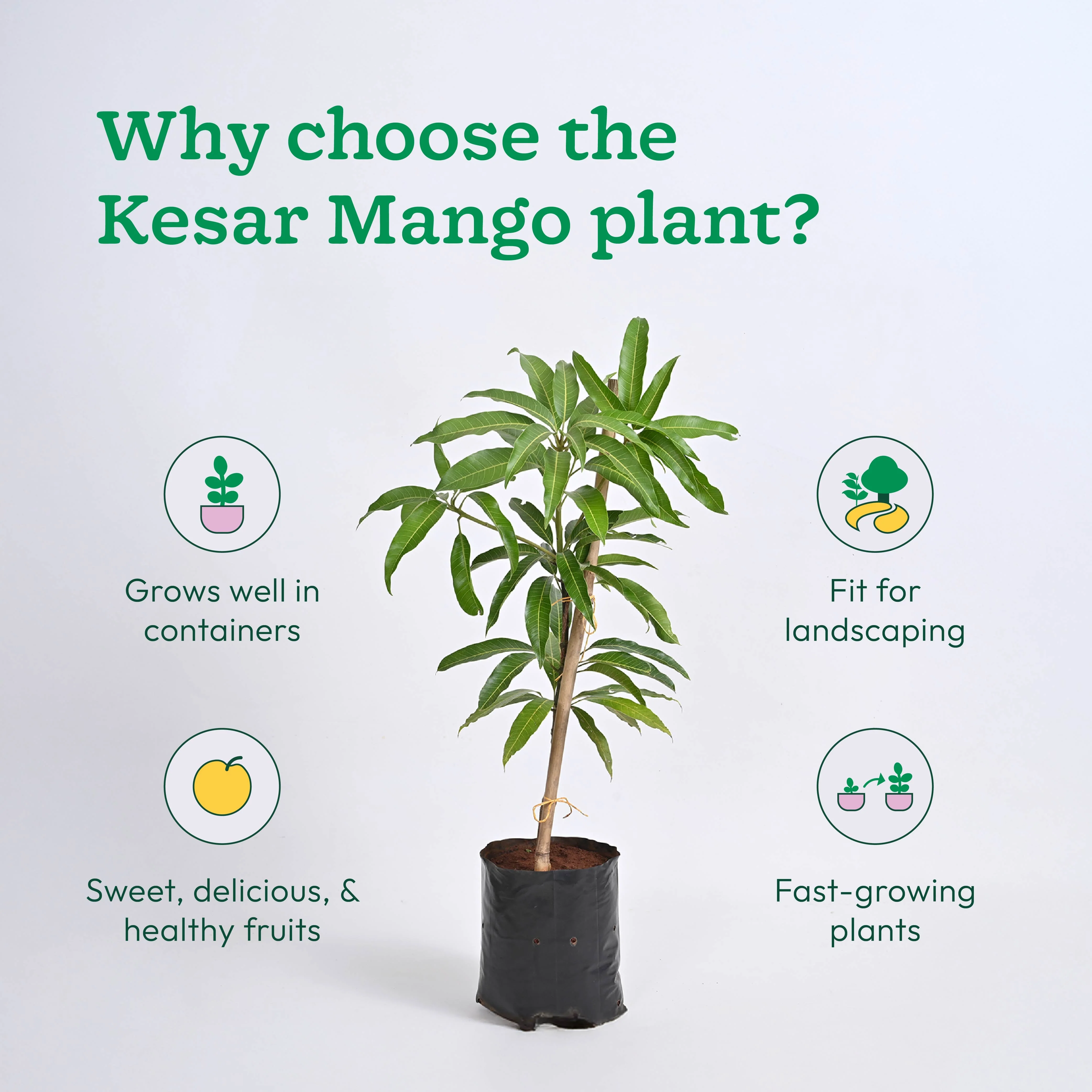 Mango Plant with Grow Bag - Image 4