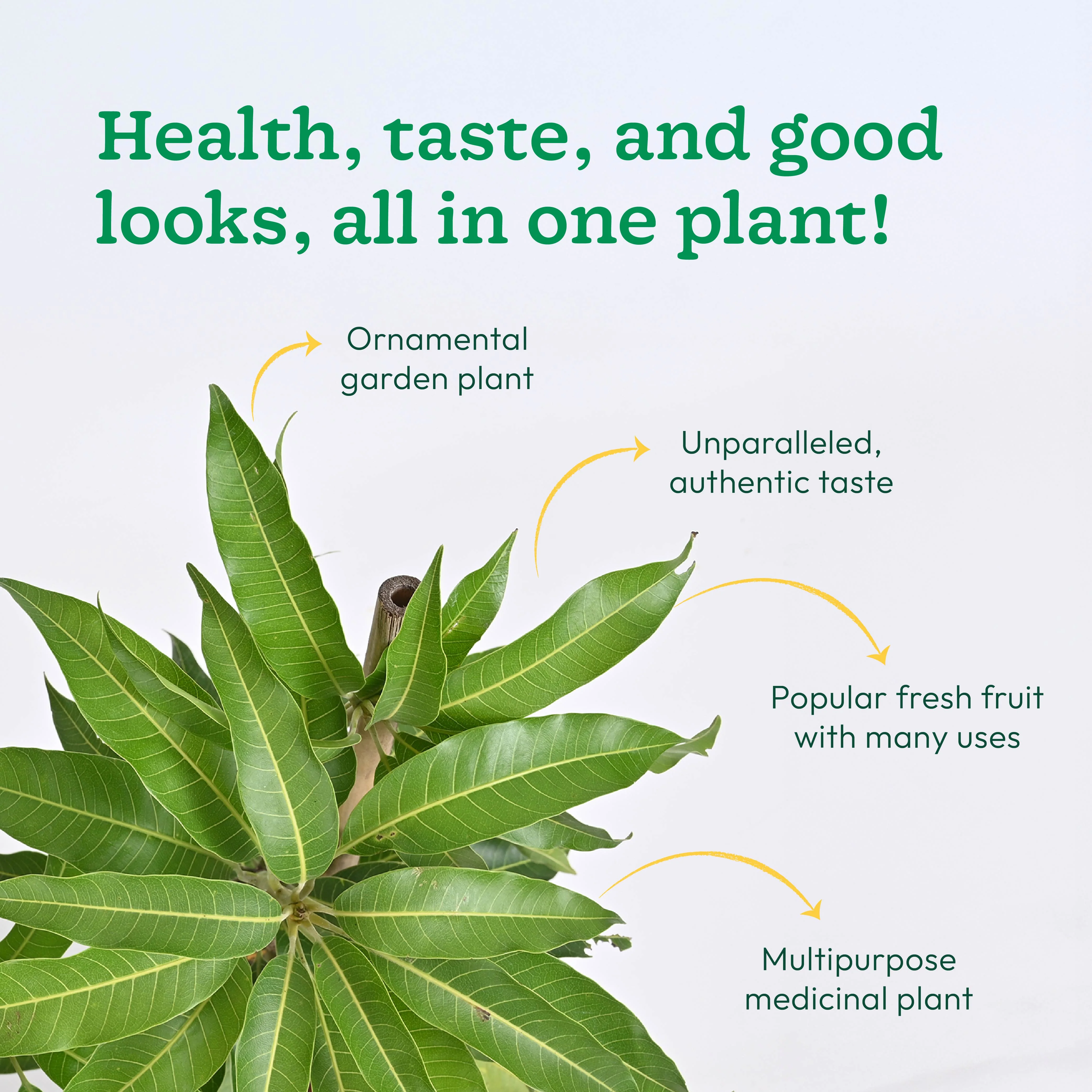 Mango Plant with Grow Bag - Image 5