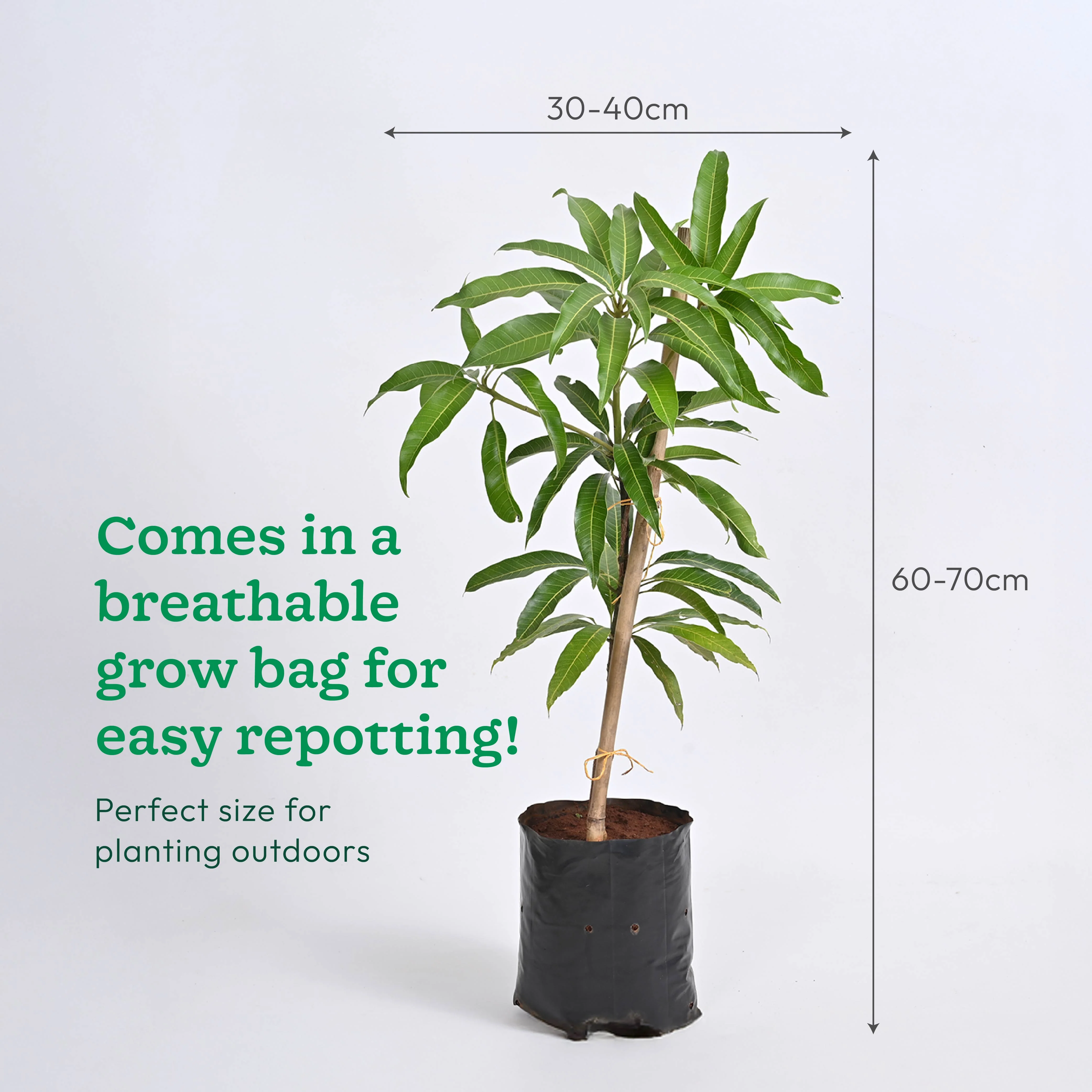 Mango Plant with Grow Bag - Image 6