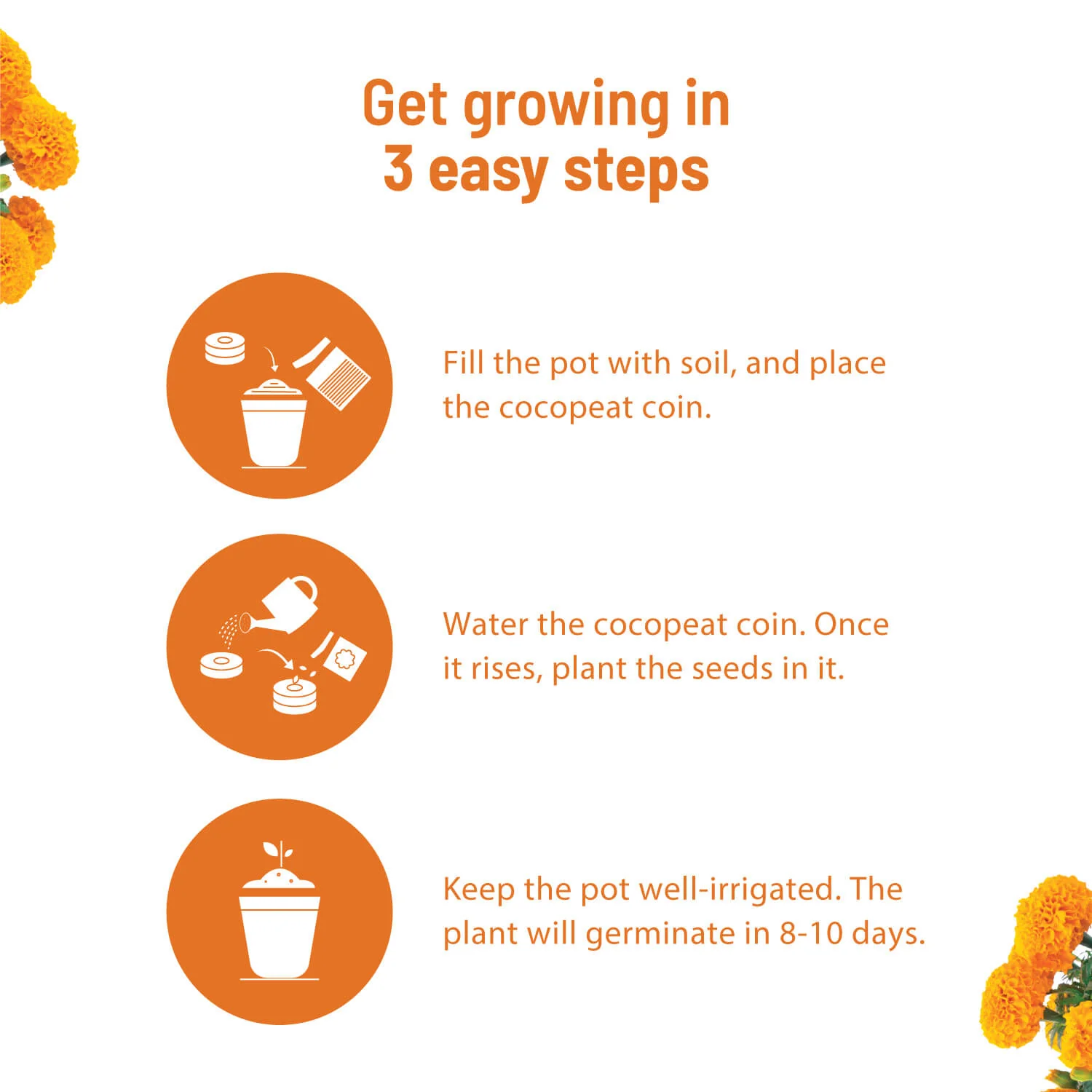 Marigold Grow Kit - Image 4