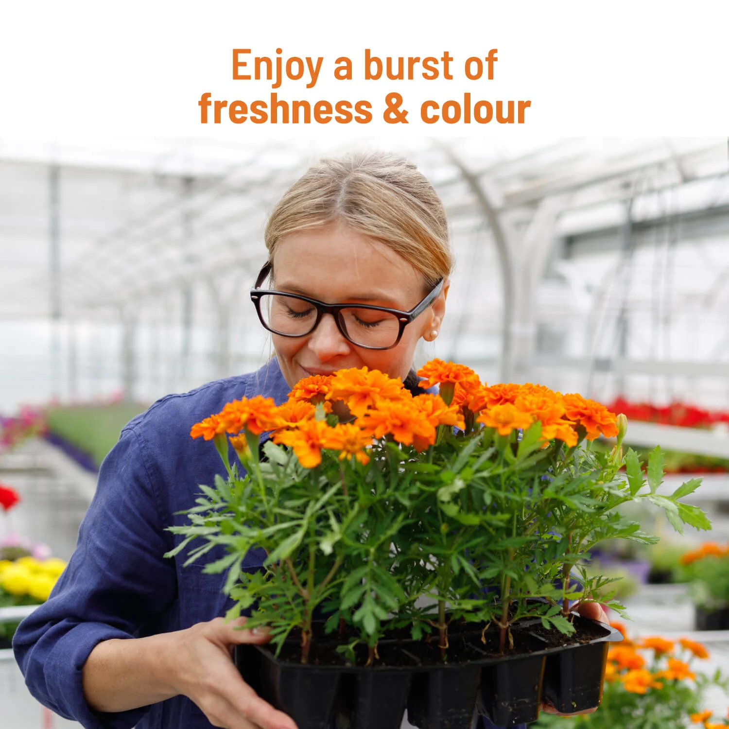 Marigold Grow Kit - Image 5