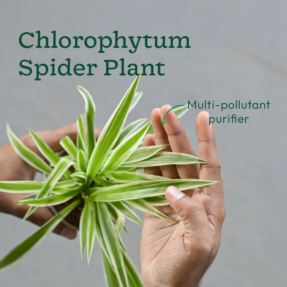 Set of 6 Easy Care Indoor Plants - Image 6
