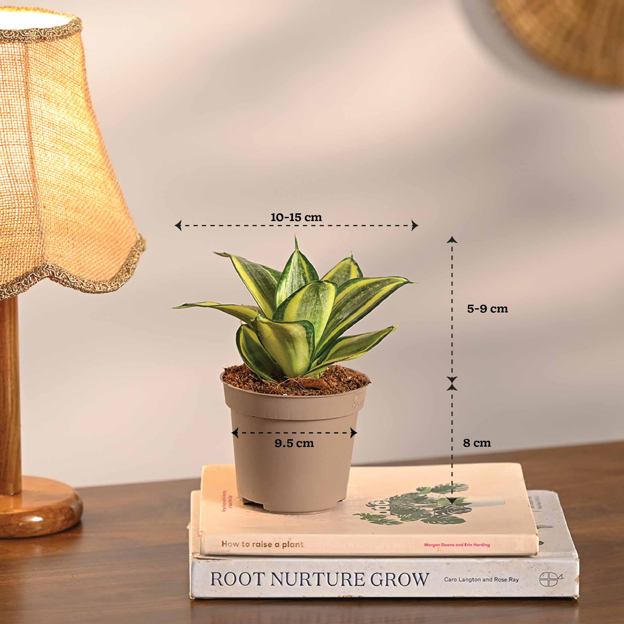 Set of 6 Easy Care Indoor Plants - Image 8