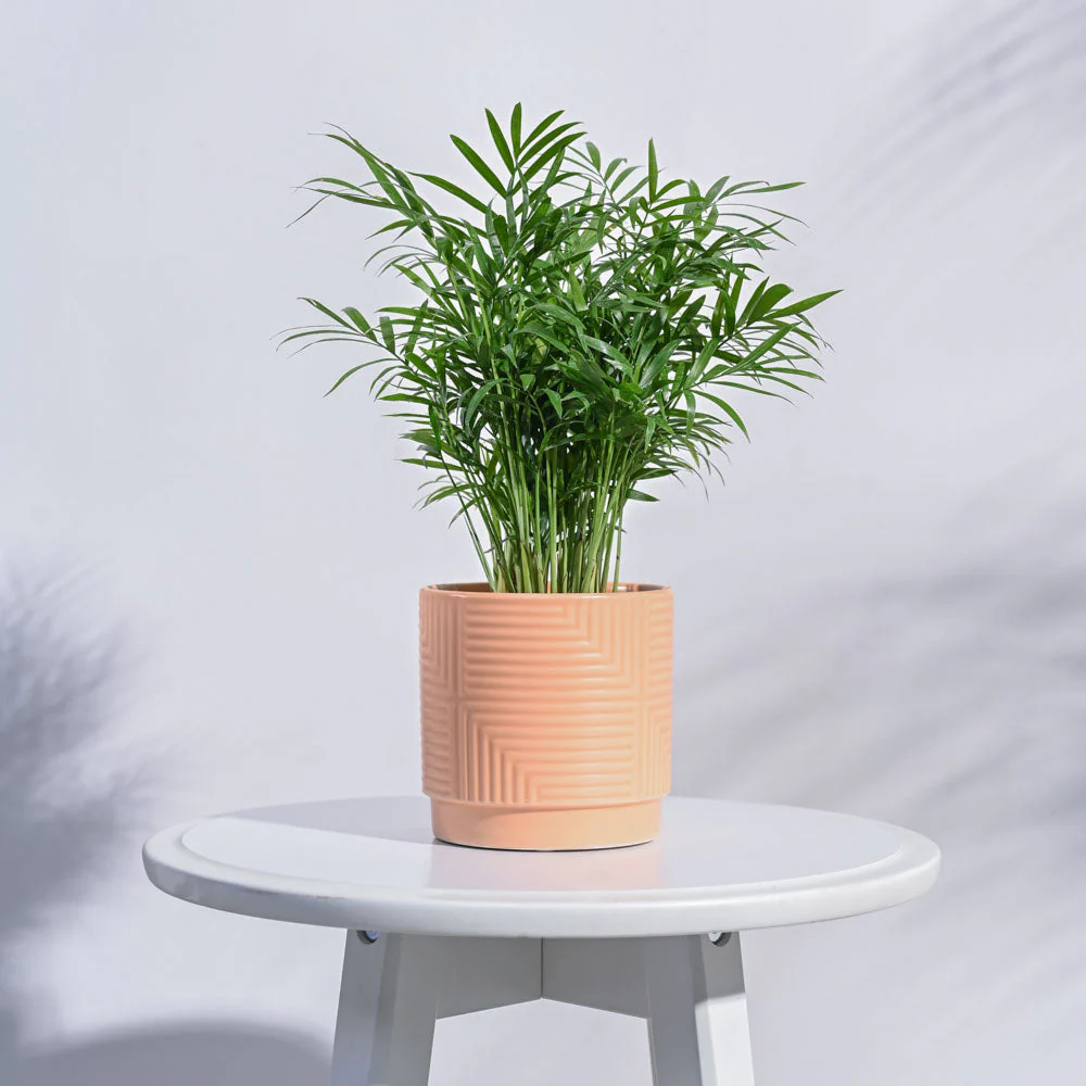 Maze Ceramic Pot