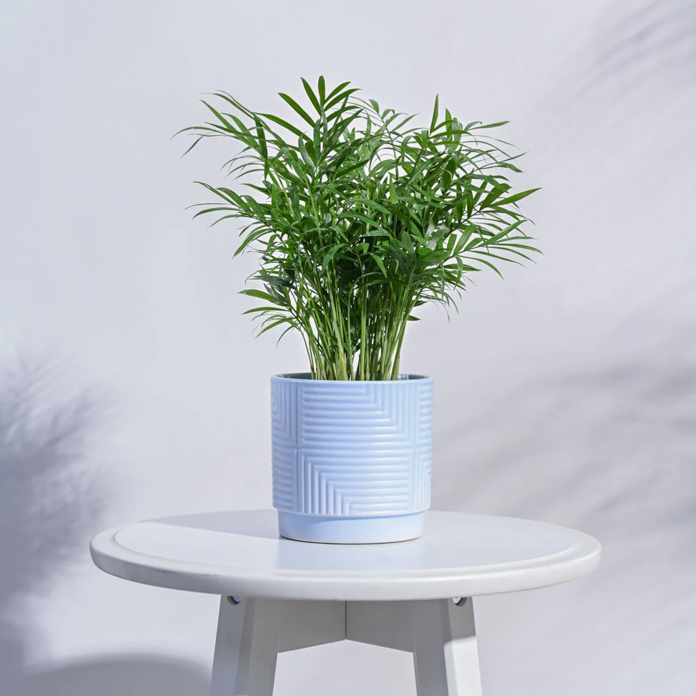Maze Ceramic Pot - Image 16