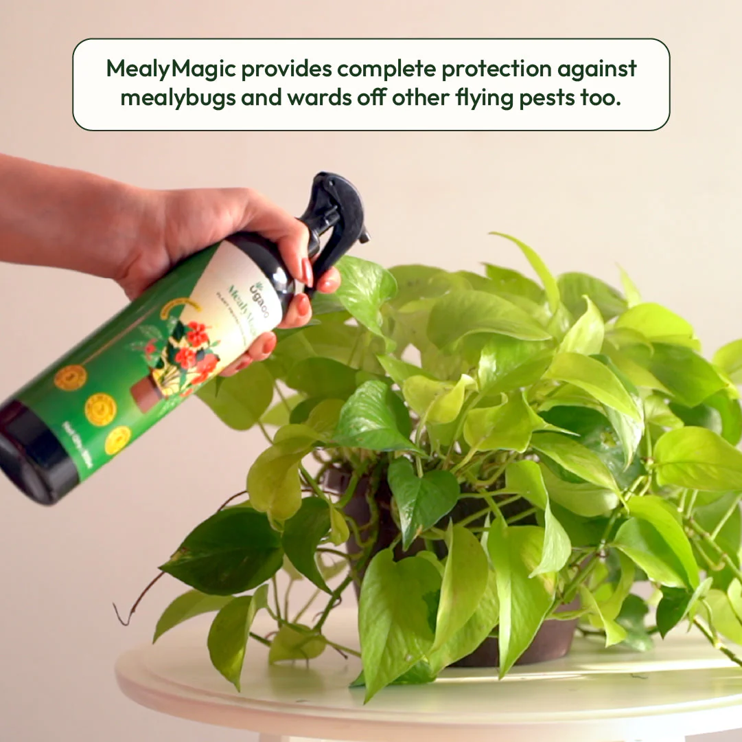 Mealybug Magic Spray for Plant Protection - Image 5
