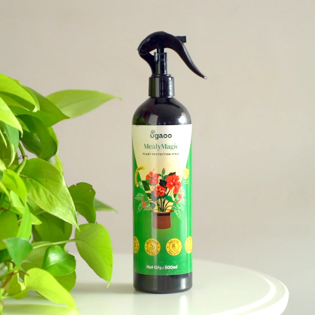 Mealybug Magic Spray for Plant Protection - Image 7