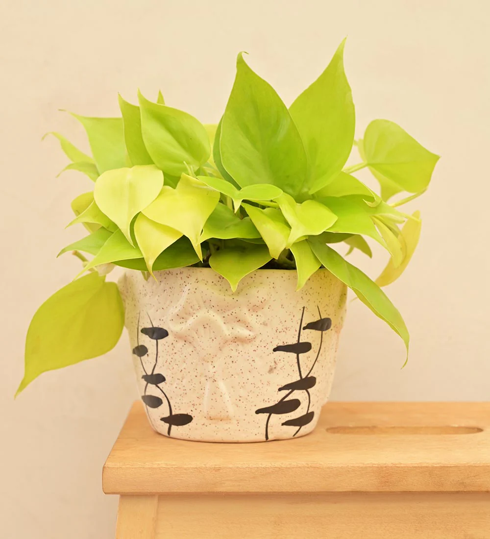 Medallion Ceramic Pot - Image 9