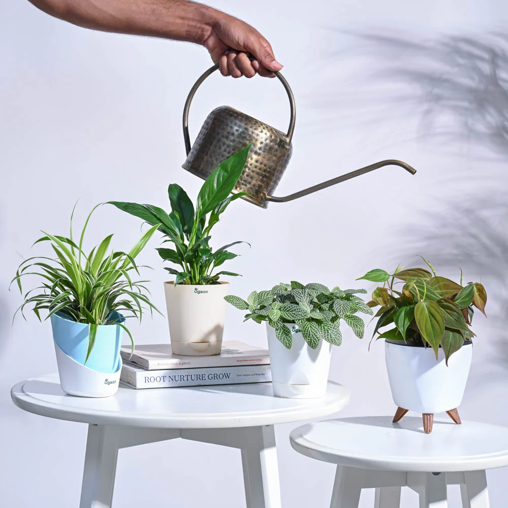Mini Rainforest Indoor Plant Bundle - Image 3