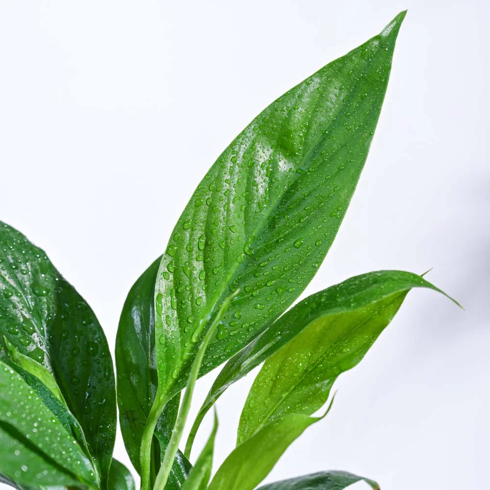 Mini Rainforest Indoor Plant Bundle - Image 5