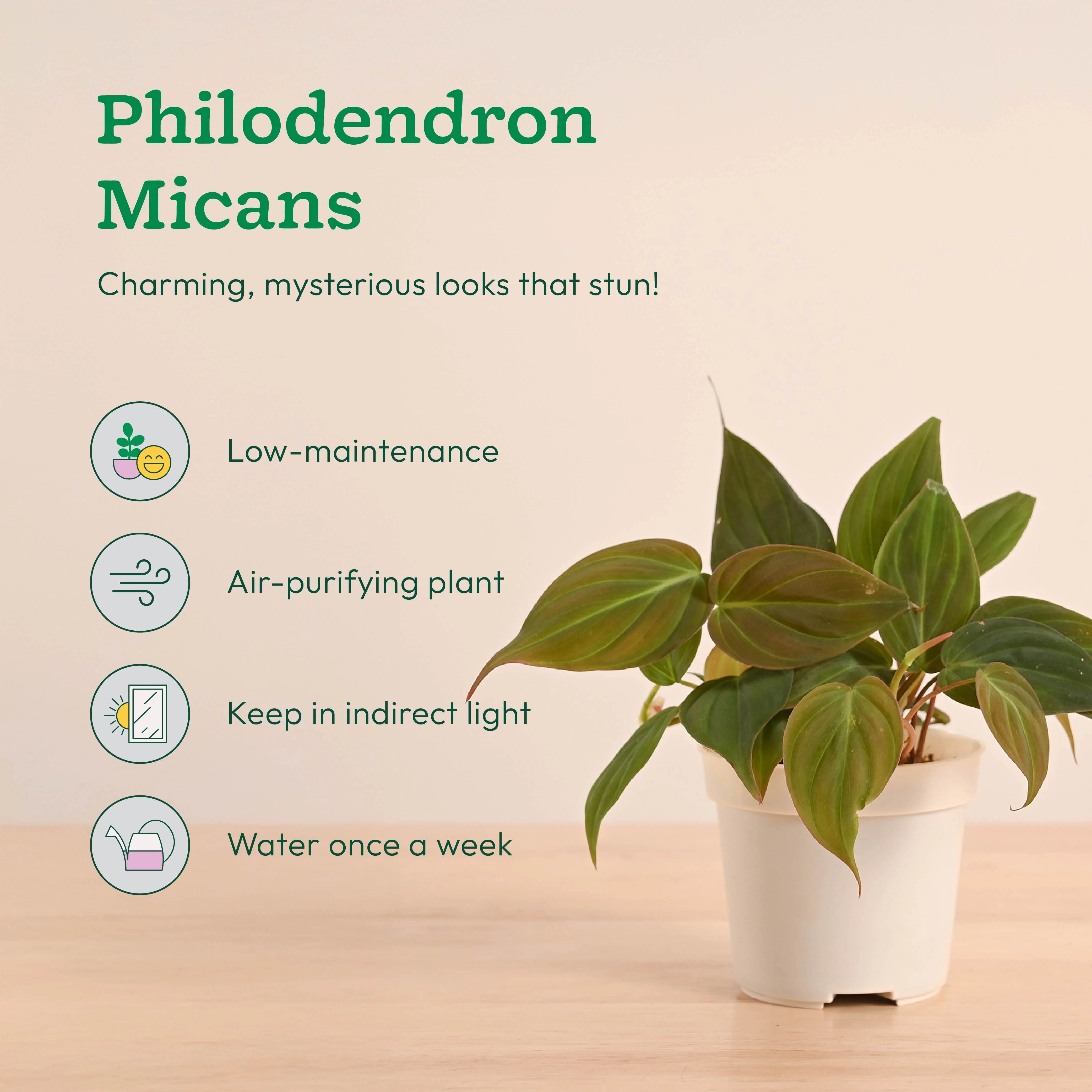 Mini Indoor Plant Set: Low Maintenance Desk & Office Collection (Set of 4, Air Purifying) - Image 5