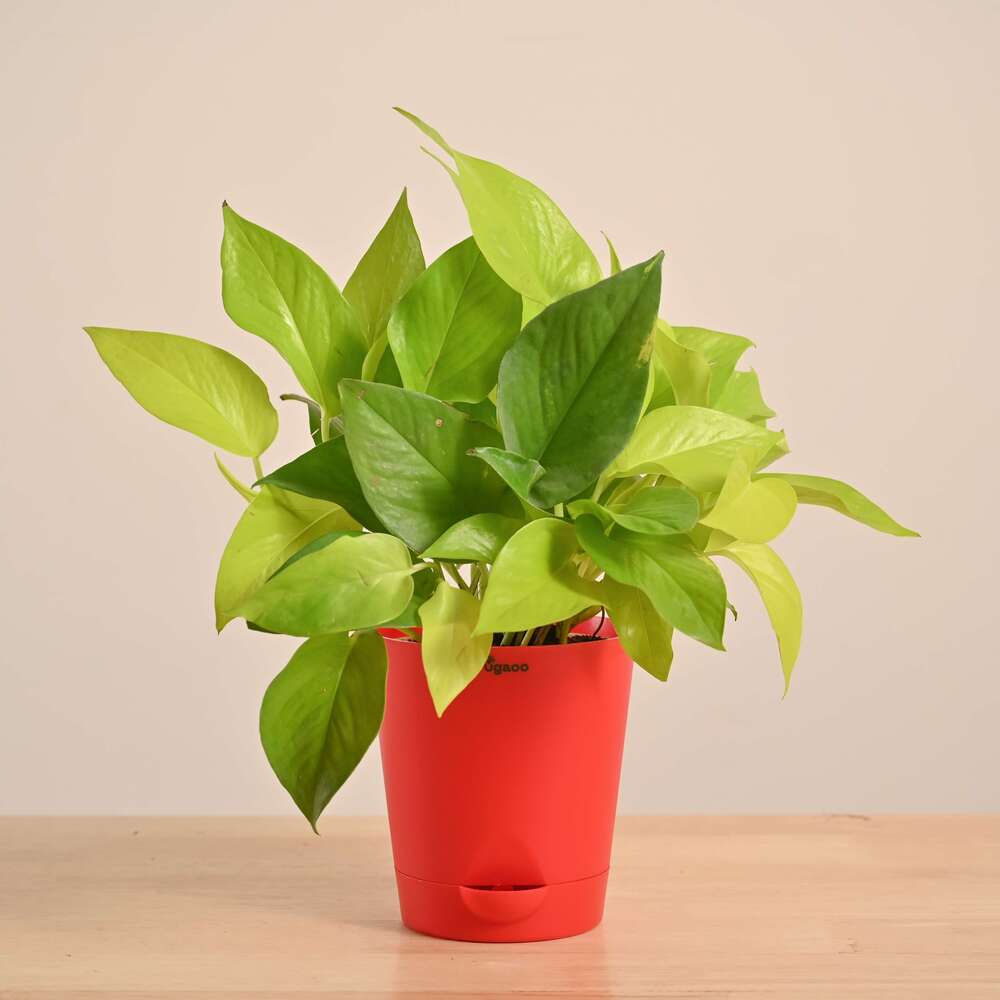 Money Plant Golden - Image 104