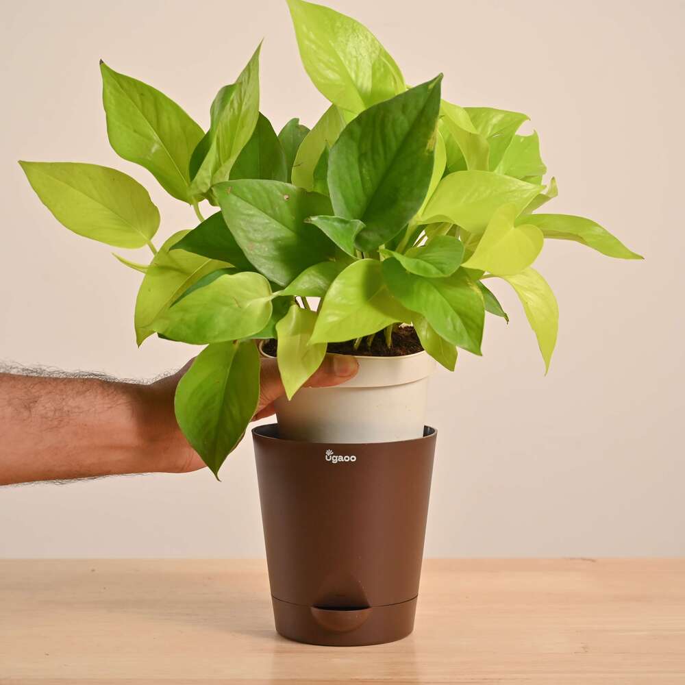 Money Plant Golden - Image 106