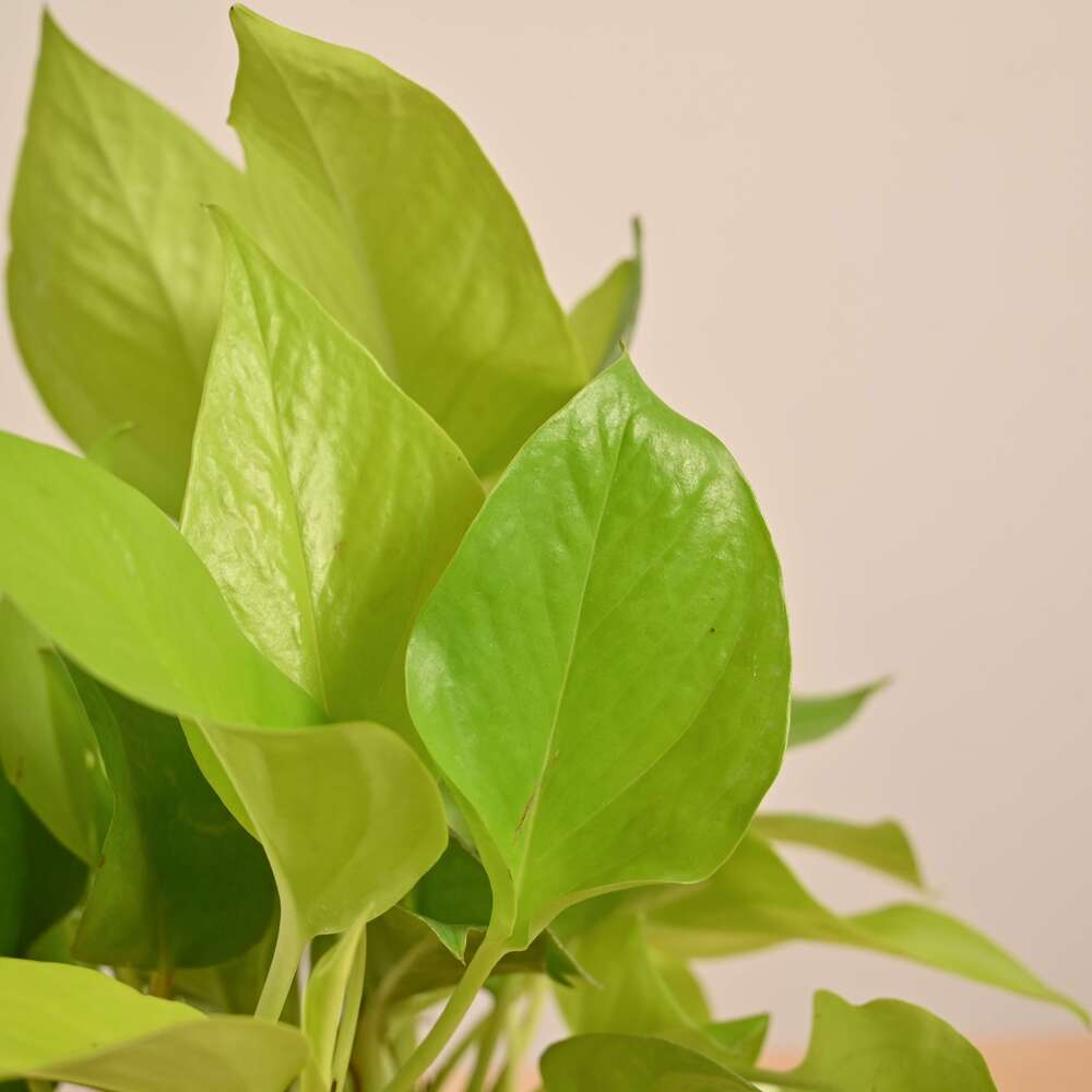 Money Plant Golden - Image 125