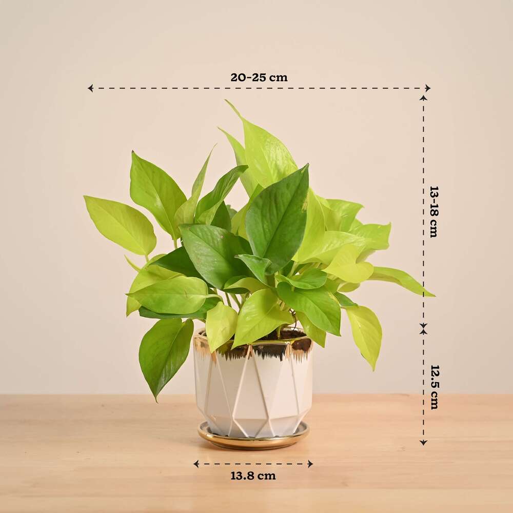 Money Plant Golden - Image 127