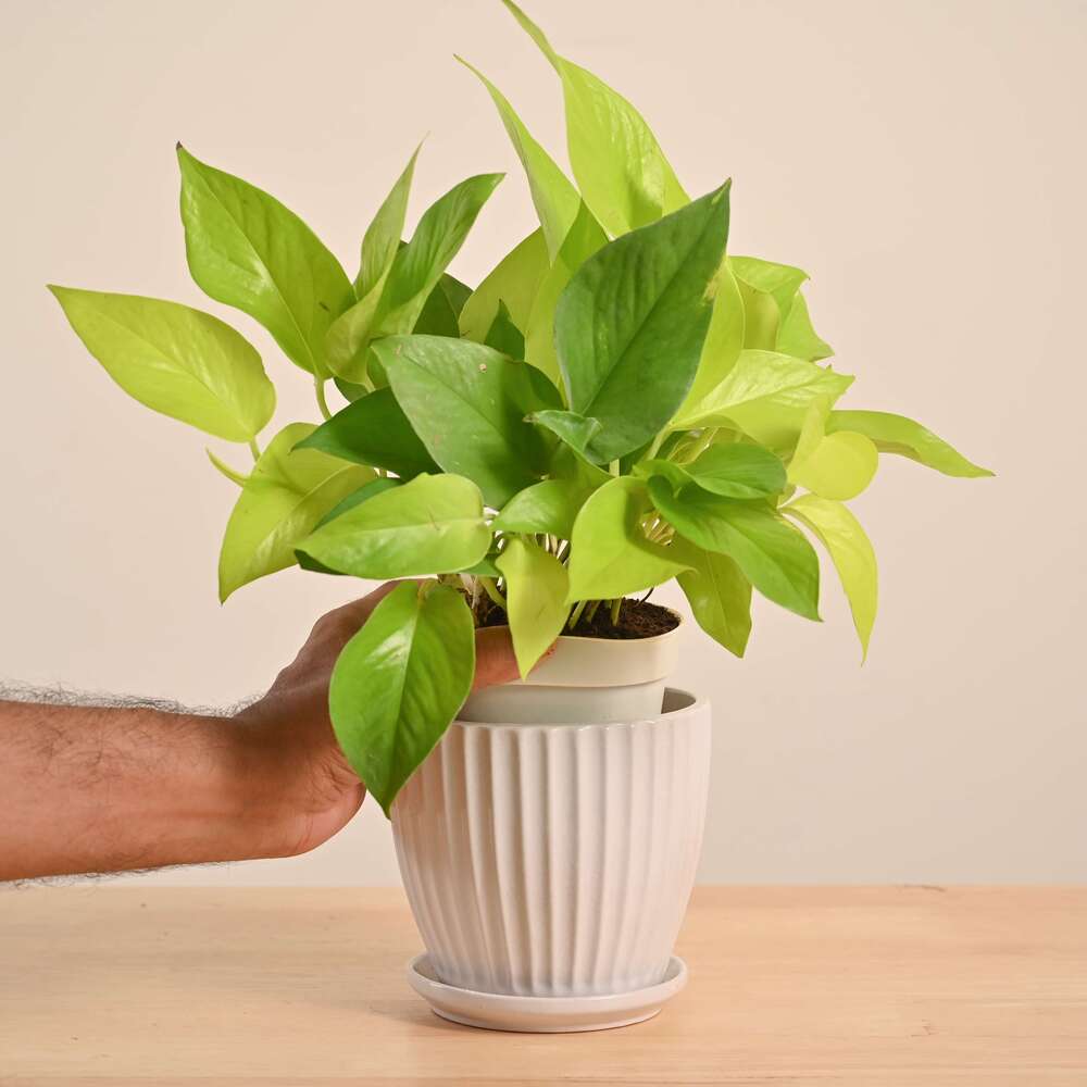 Money Plant Golden - Image 138